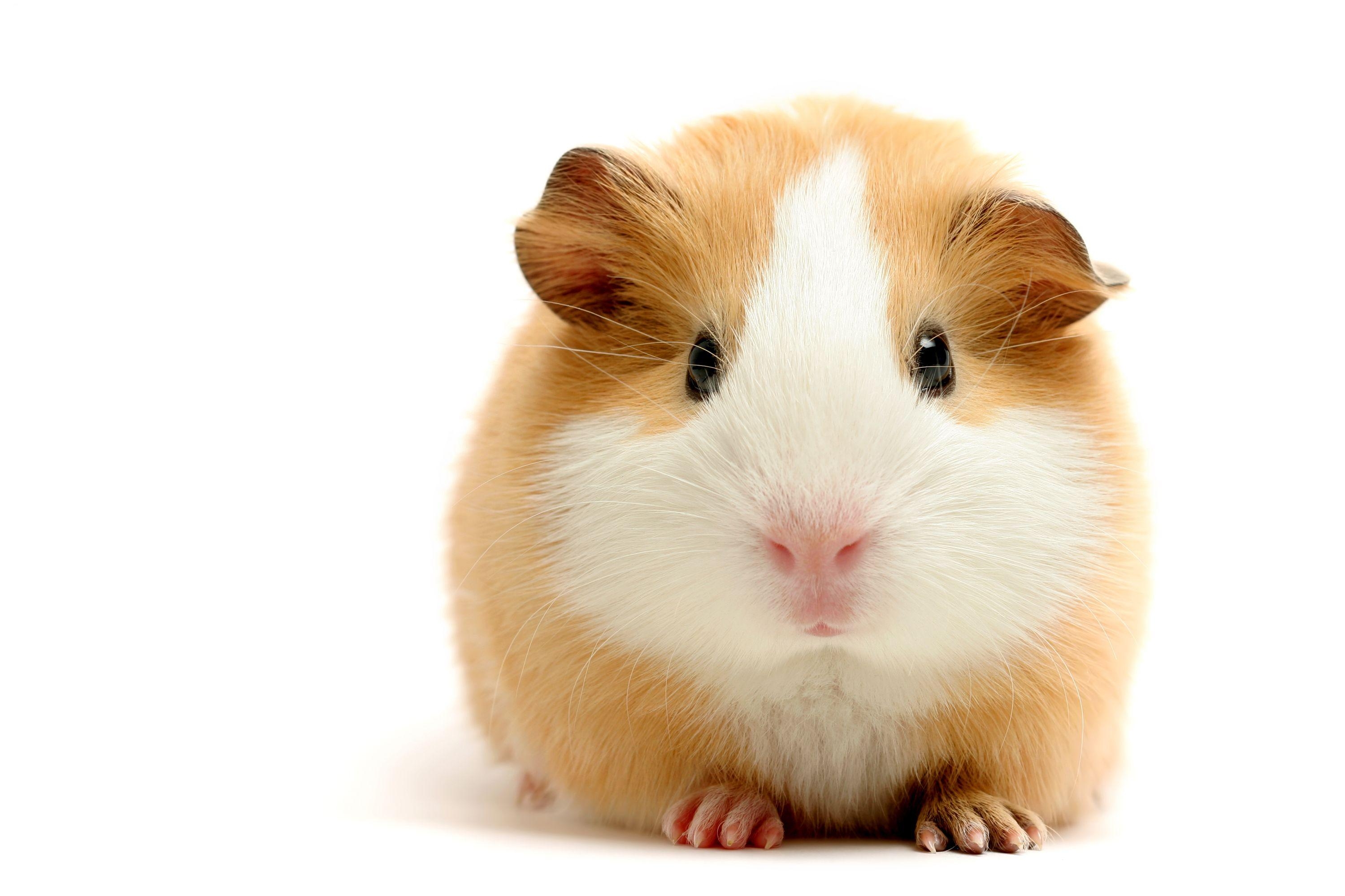 3000x2000 Guinea Pig HD Wallpaper, Desktop