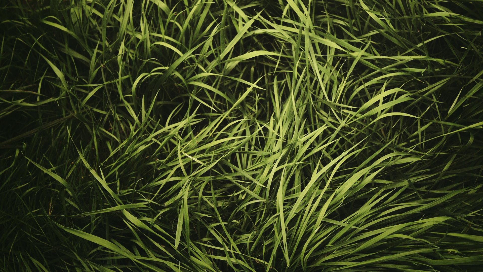 1920x1080 Desktop Wallpaper Green Grass Texture, HD Image, Picture, Background, Cbm271, Desktop