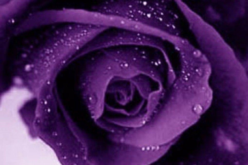 1020x680 Wallpaper HD: purple roses wallpaper Purple Rose Wallpaper Border, Desktop