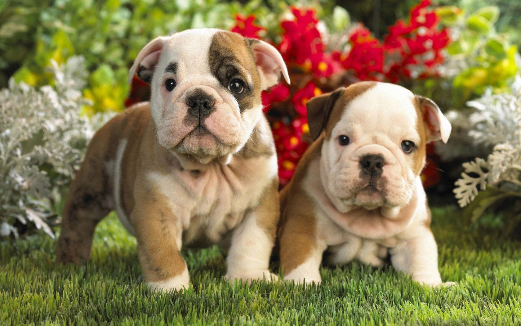 1680x1050 Image detail for -Cute Bulldog Puppies wallpaper. Free Wallpaper, Desktop