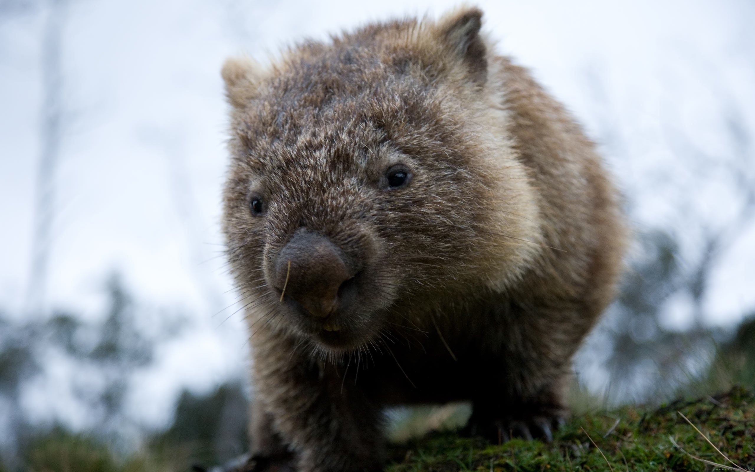 2560x1600 Interesting Wombat HDQ Image Collection, HDQ Cover Wallpaper, Desktop