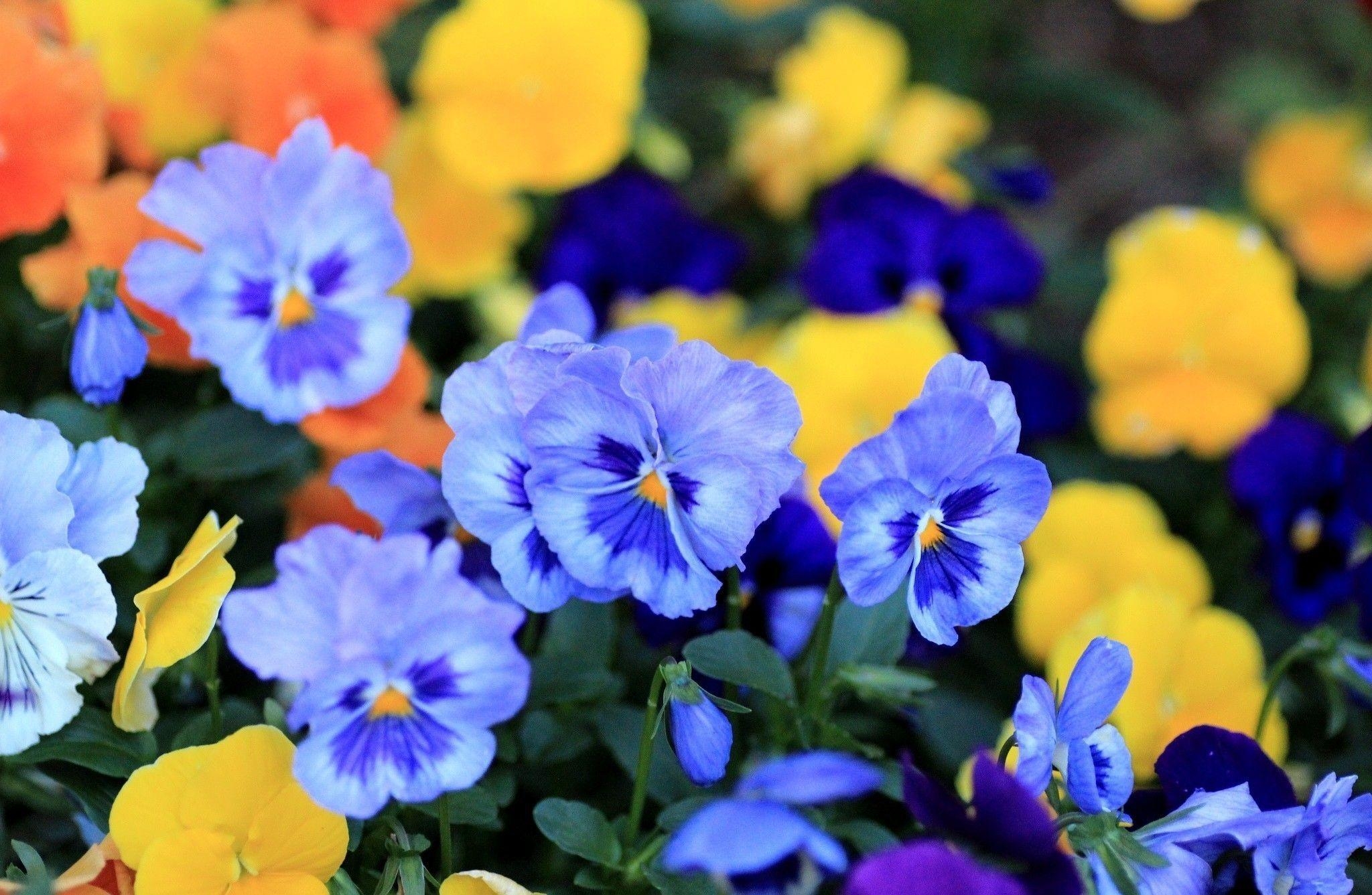 2050x1340 Pansy viola flowers blue petals wallpaperx1337, Desktop