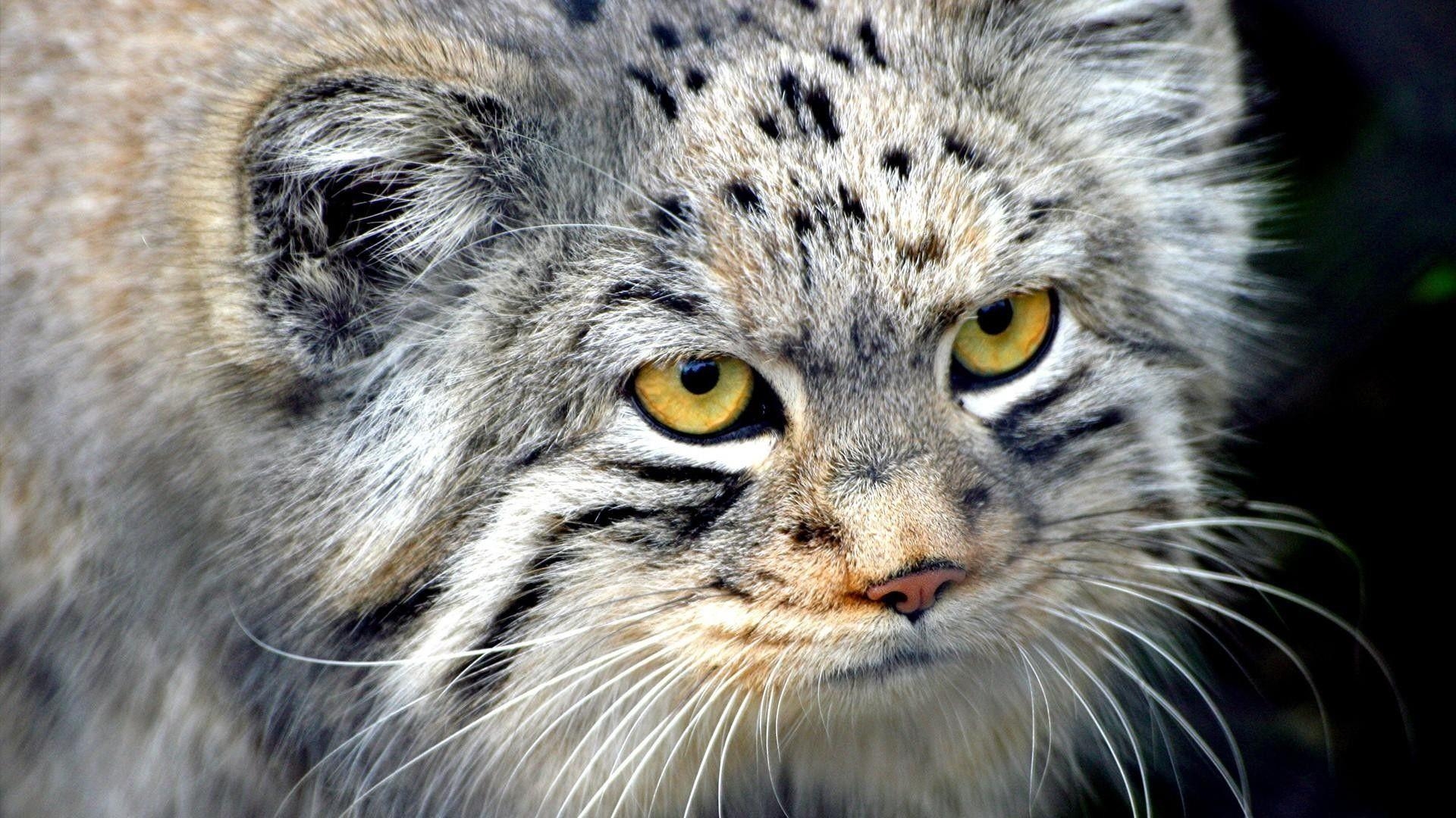 1920x1080 Nature Animals Wildcat Manul Fresh New HD Wallpaper, Desktop