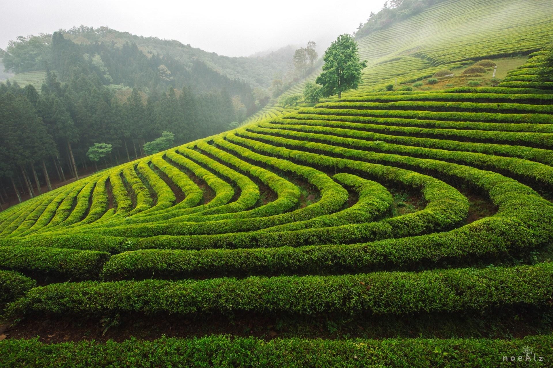 1920x1280 Noealz PhotoBoseong Tea Plantation, Desktop