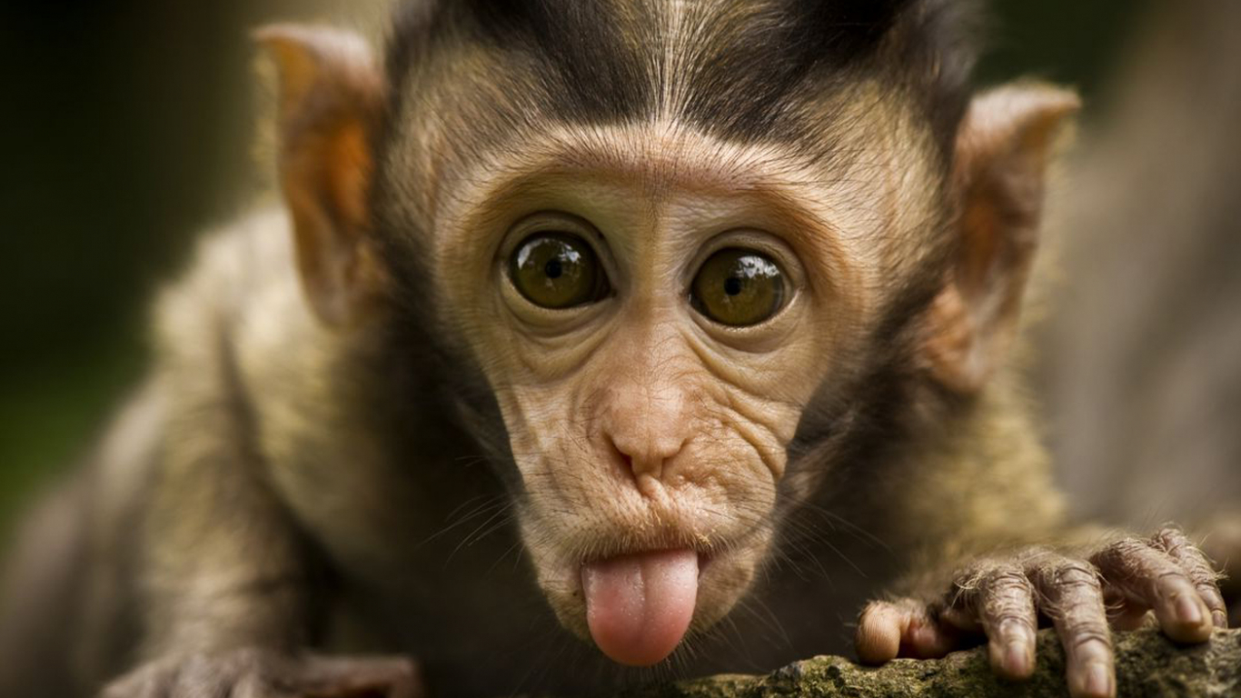 1370x770 Free download Pics Photo Funny Monkey Funny Monkey Wallpaper Funny [1400x1000] for your Desktop, Mobile & Tablet. Explore Monky Wallpaper. Monkey HD Wallpaper, Monkey Wallpaper for Walls, Year of, Desktop