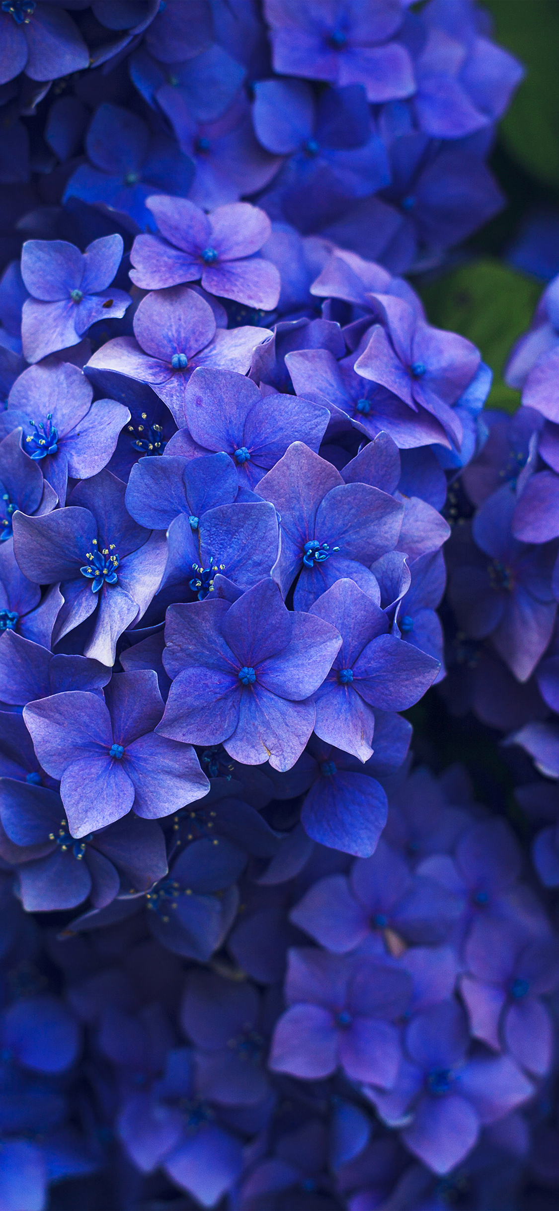 1130x2440 Flower Spring Blue Purple Nature Wallpaper, Phone