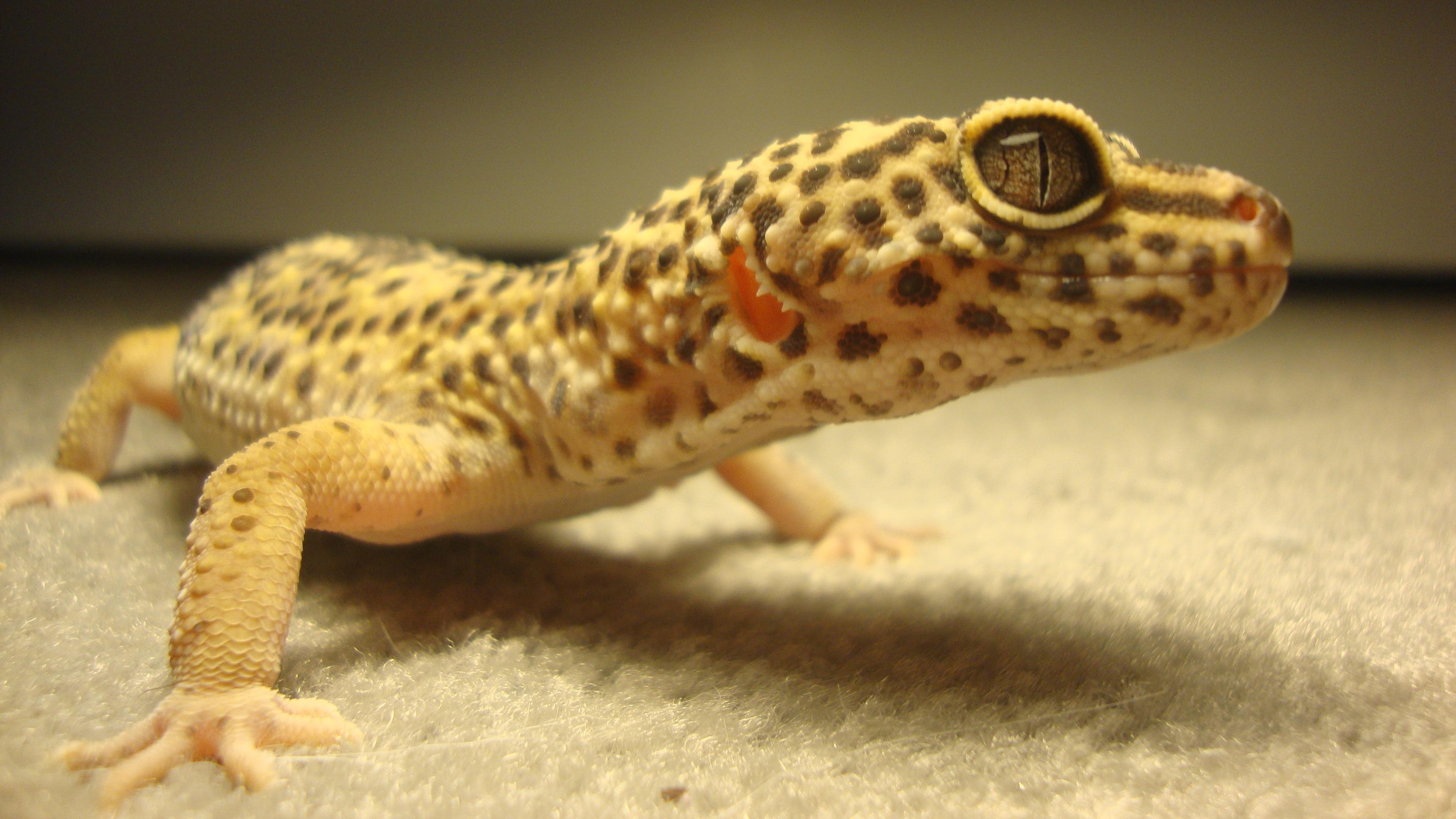 4000x2250 Leopard Gecko 4k Ultra HD Wallpaper Gecko 4k, HD, Desktop