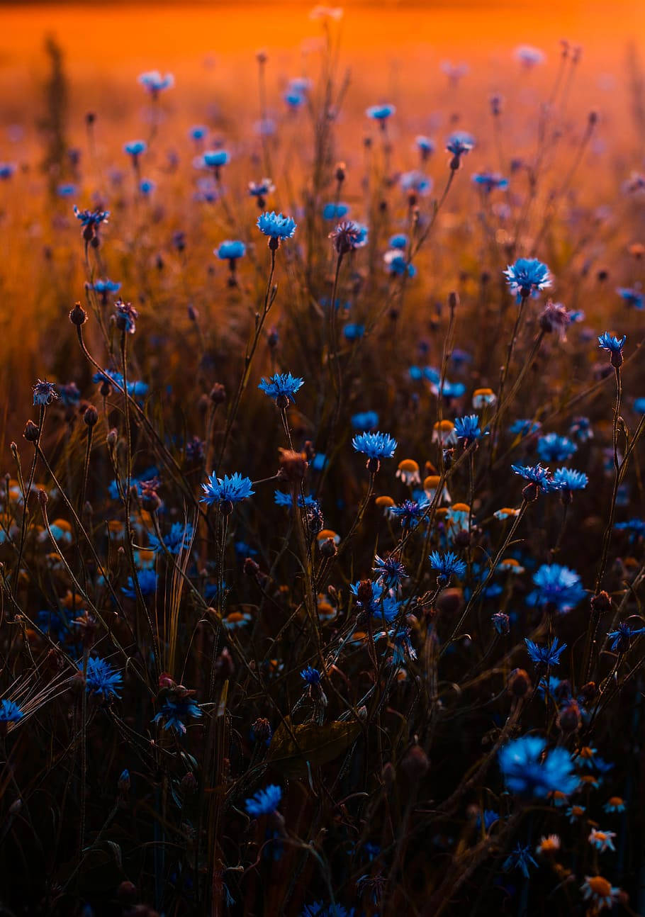 910x1300 Download A Field Of Blue Flower iPhone Wallpaper, Phone