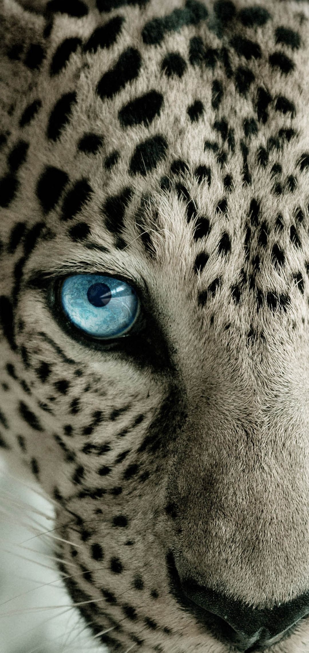 1080x2280 Cheetah iPhone Wallpaper { 4k & HD }, Phone