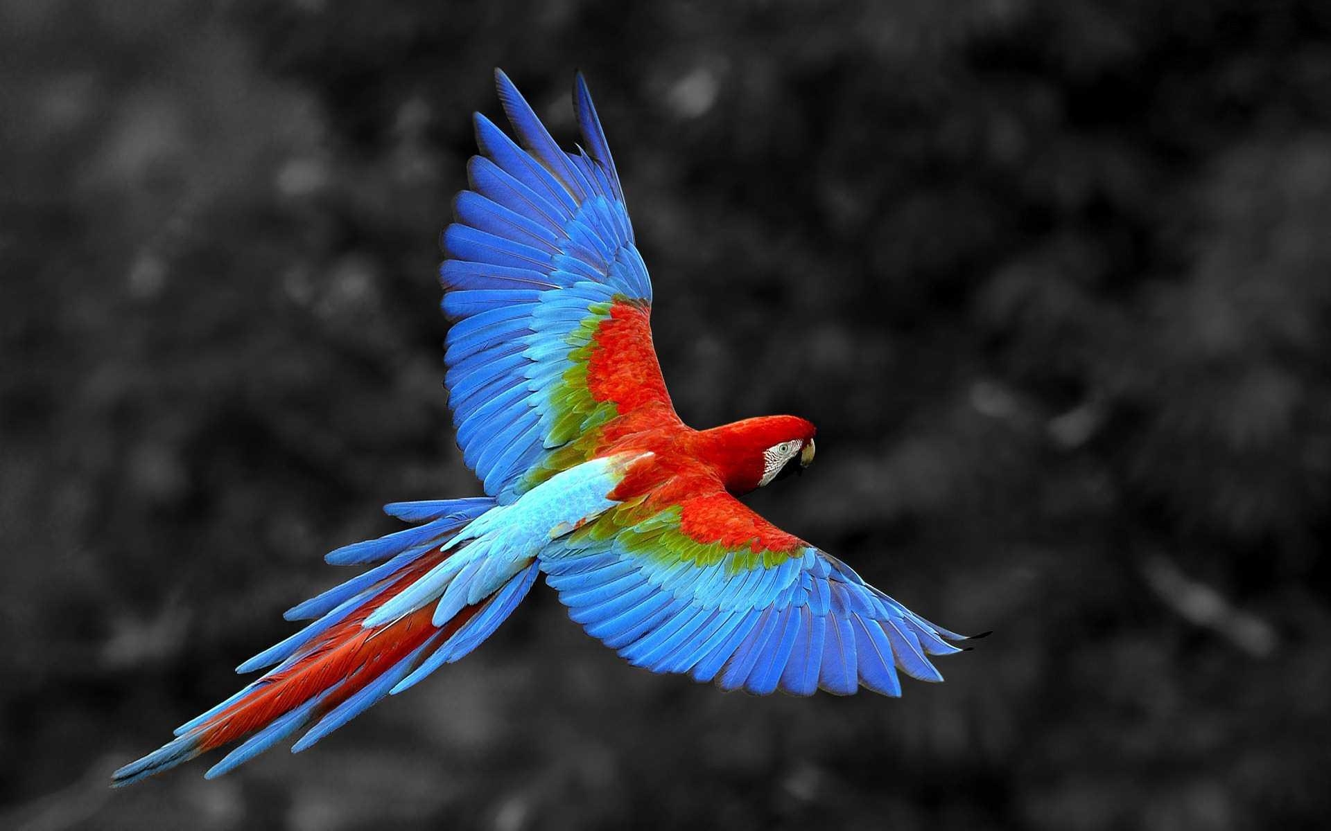 1920x1200 Scarlet Macaw Bird, HD Birds, 4k Wallpaper, Image, Background, Desktop