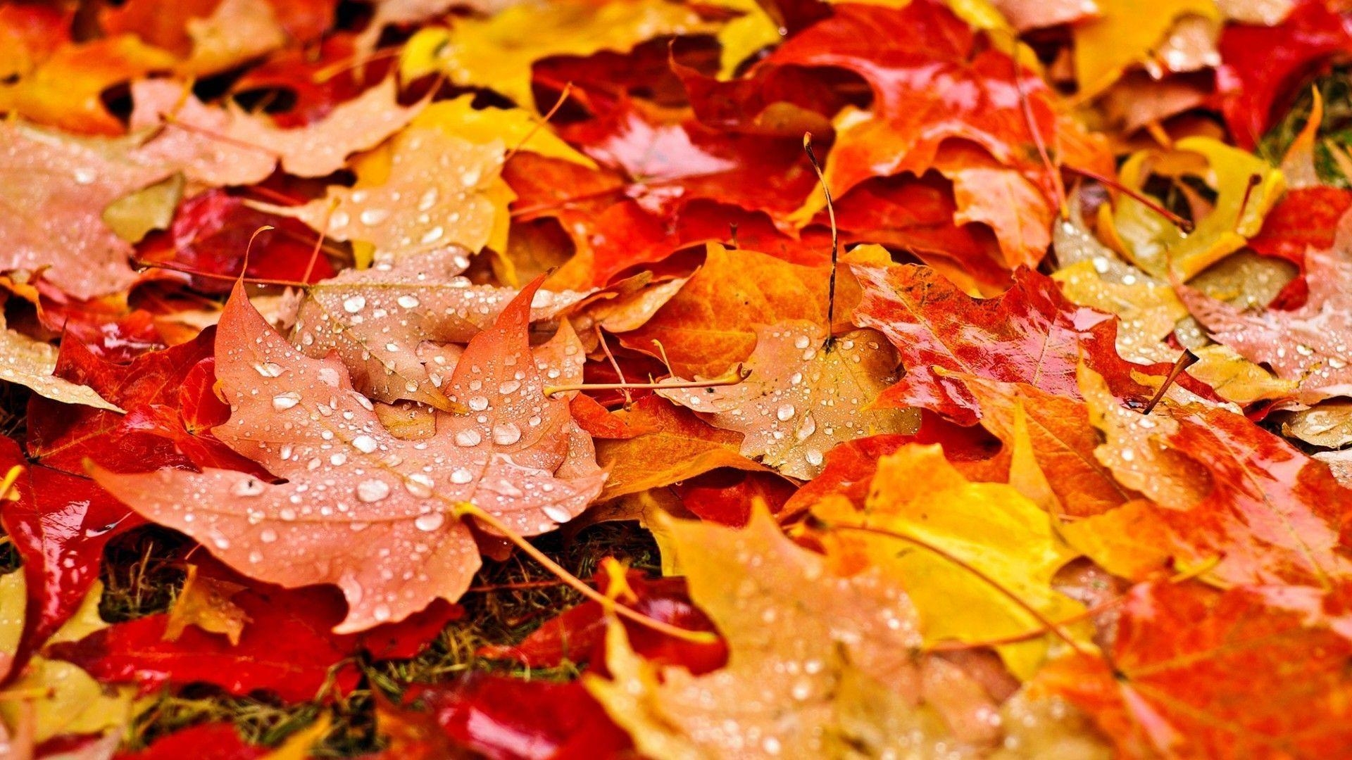 1920x1080 Fall Leaves Wallpaper Free Fall Leaves Background, Desktop