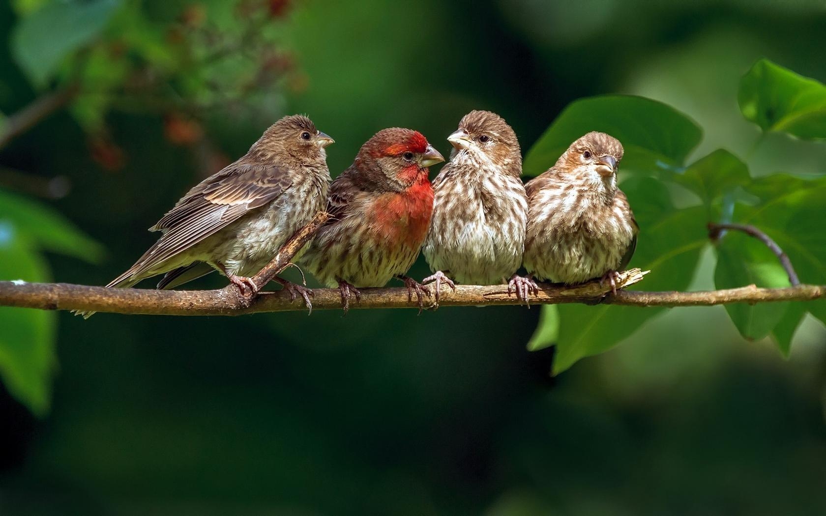 1680x1050 Sparrow wallpaper  desktop background, Desktop