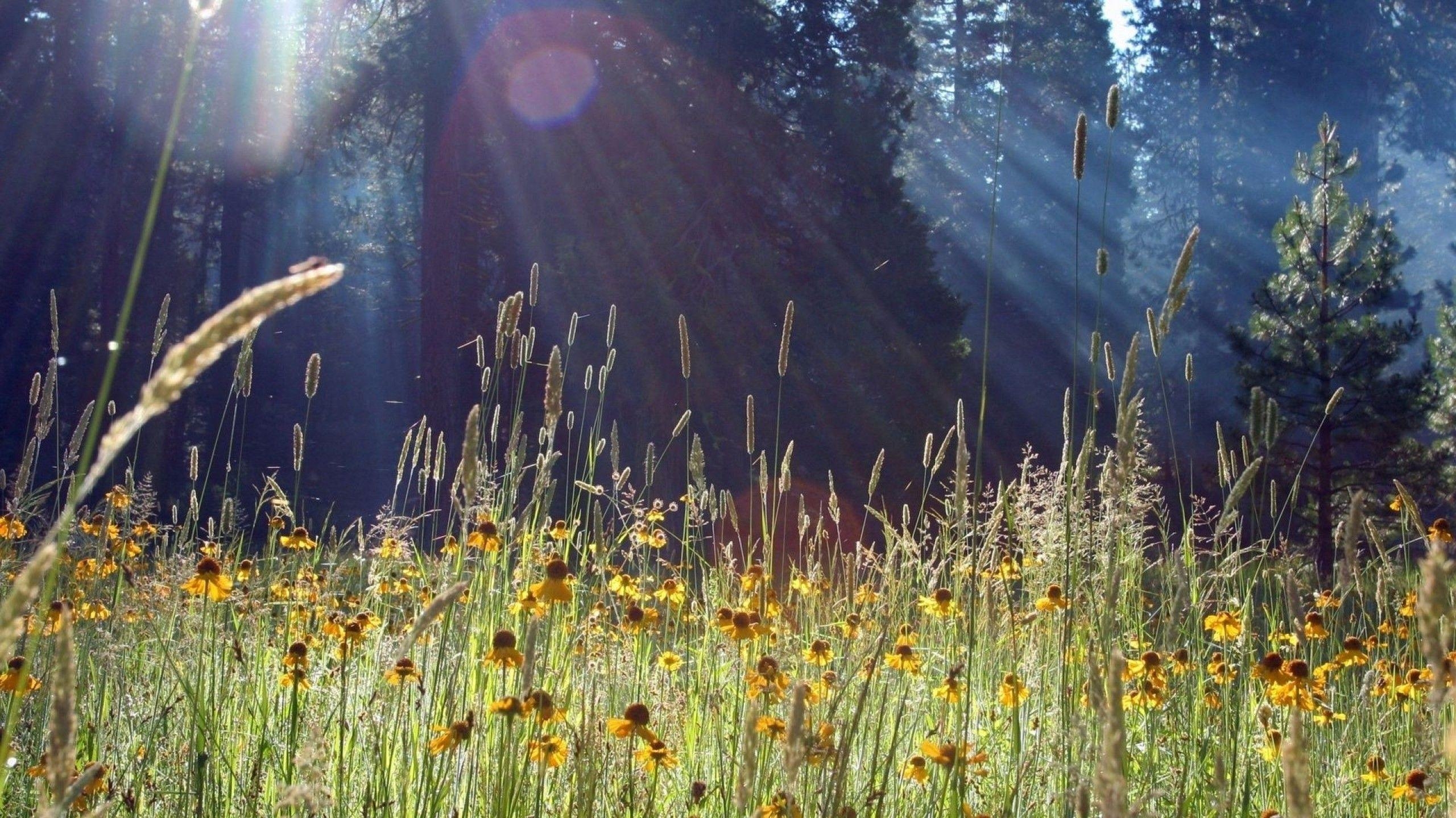 2560x1440 Pretty Spring Meadow Wallpaper 32113  px, Desktop