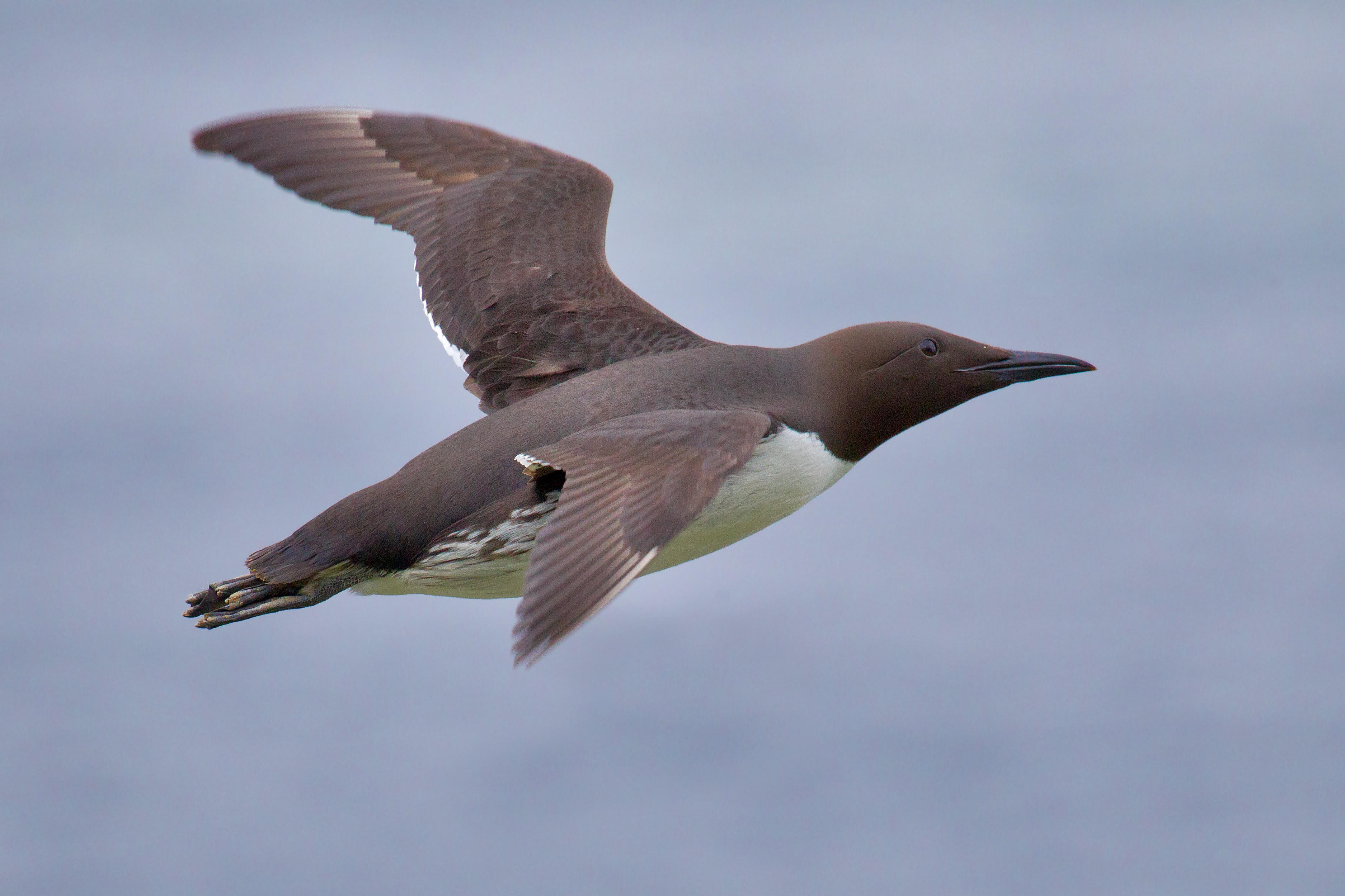 3750x2500 Seabirds: Learn All About 'Em, Desktop