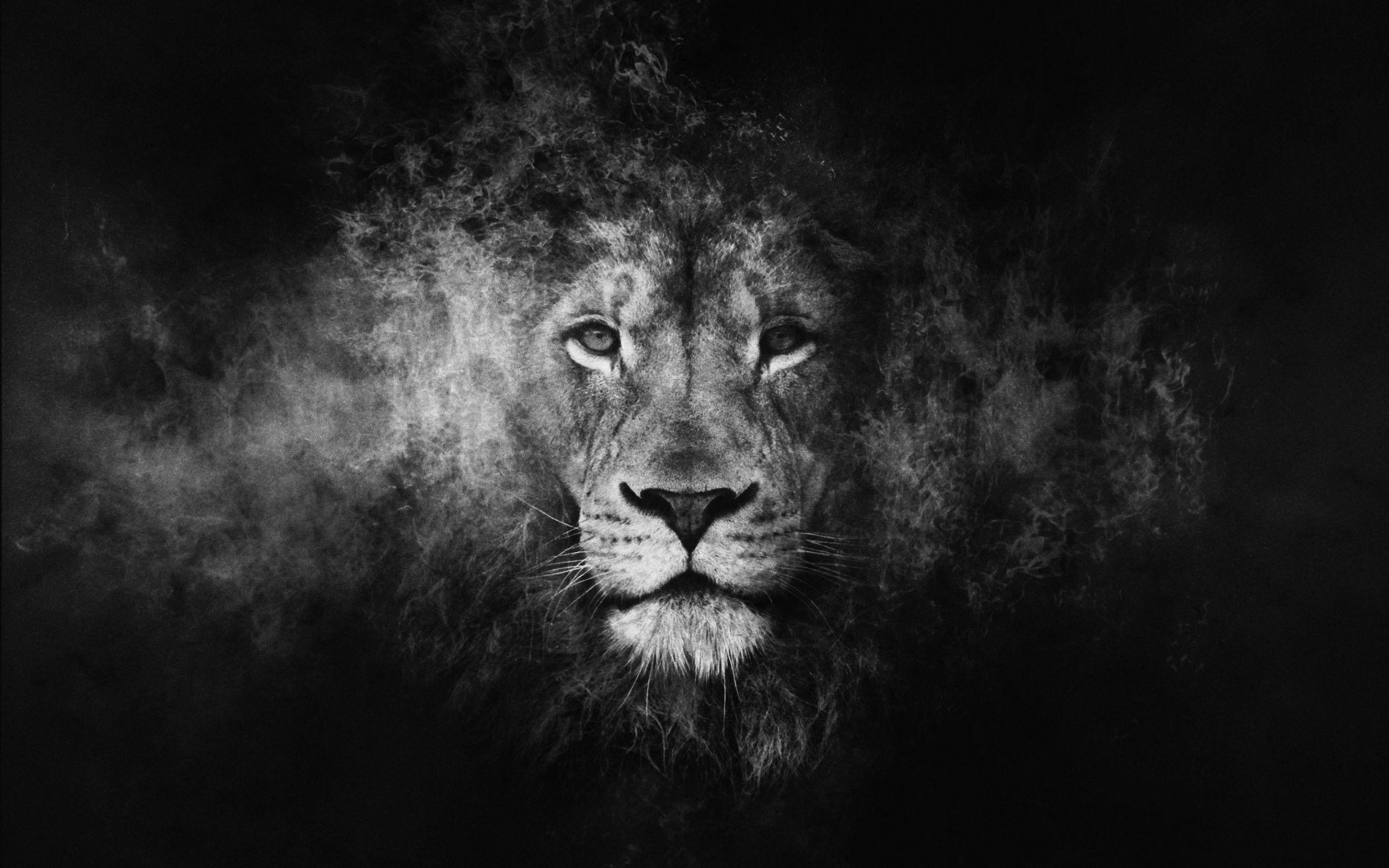 2880x1800 Black and White Lion Wallpaper Free Black and White Lion, Desktop