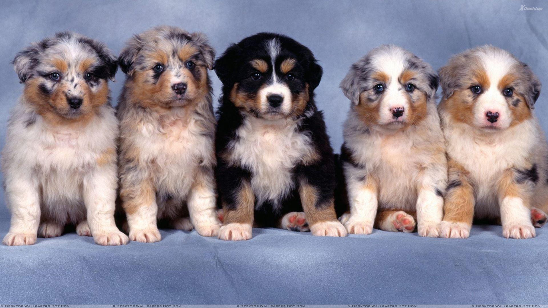 1920x1080 Fluffy Five, Shepherd Puppies Wallpaper, Desktop