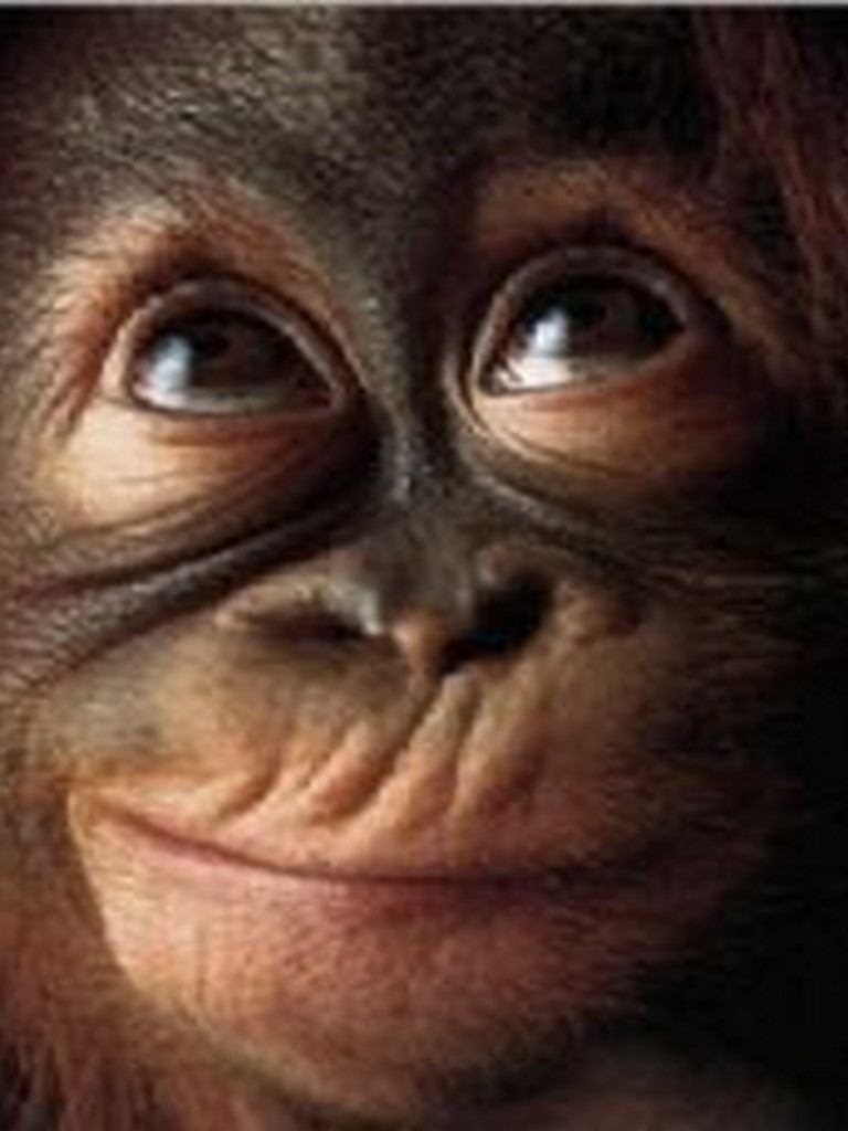 770x1030 Free download Funny Monkey Wallpaper [1024x1024] for your Desktop, Mobile & Tablet. Explore Funny Monkey Picture Wallpaper. Wallpaper Of Monkeys, Funny Monkey Wallpaper Desktop, Monkey Wallpaper for Computer, Phone