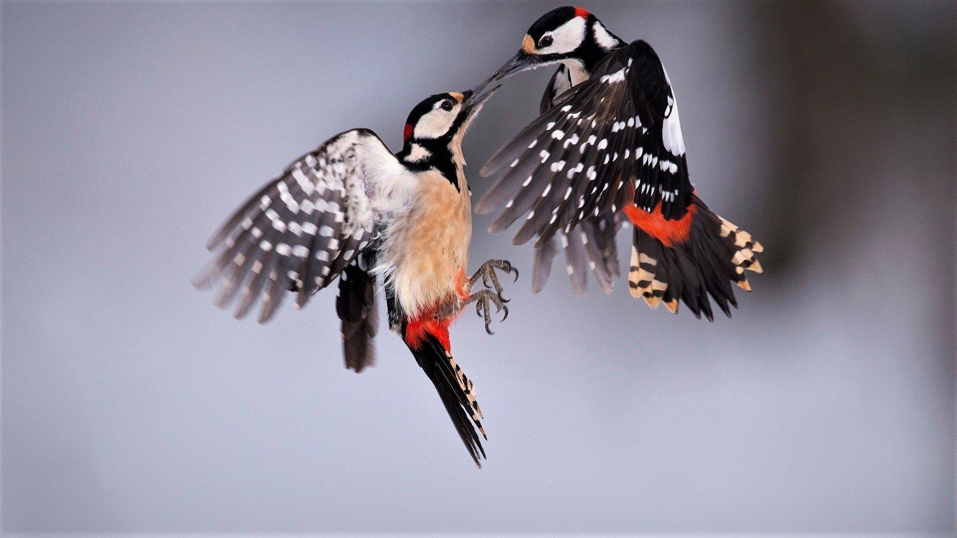 1920x1080 Great Spotted Woodpeckers HD Wallpaper. Background Image, Desktop