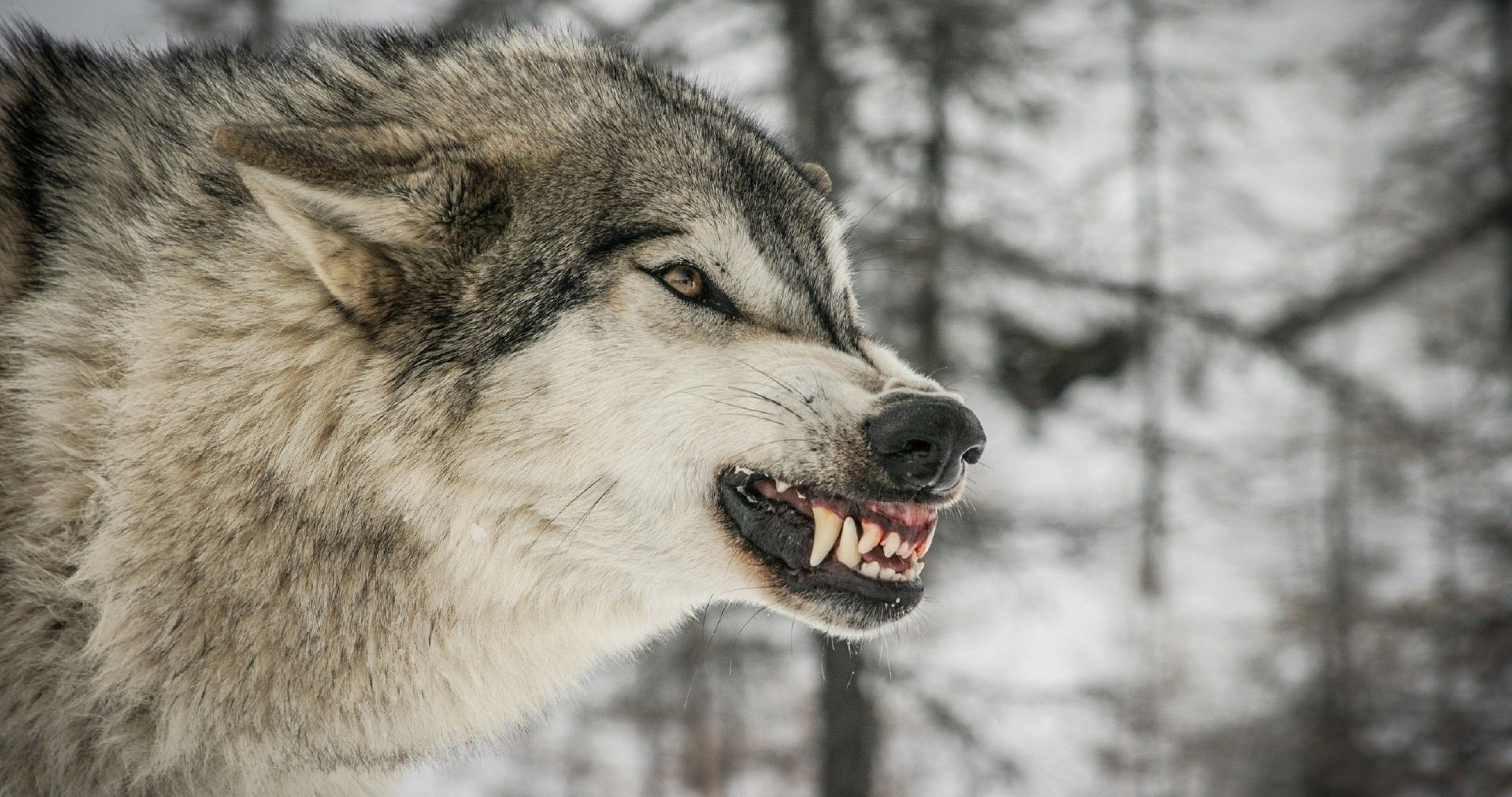 4100x2160 anger wolf face 4k ultra HD wallpaper High quality walls, Desktop