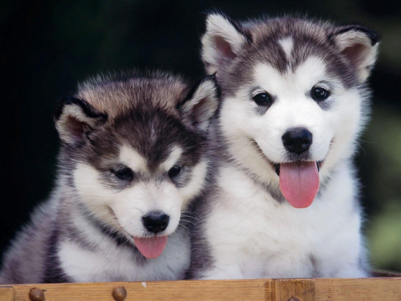 1600x1200 Siberian Husky Wallpaper. Image Wallpaper, Desktop