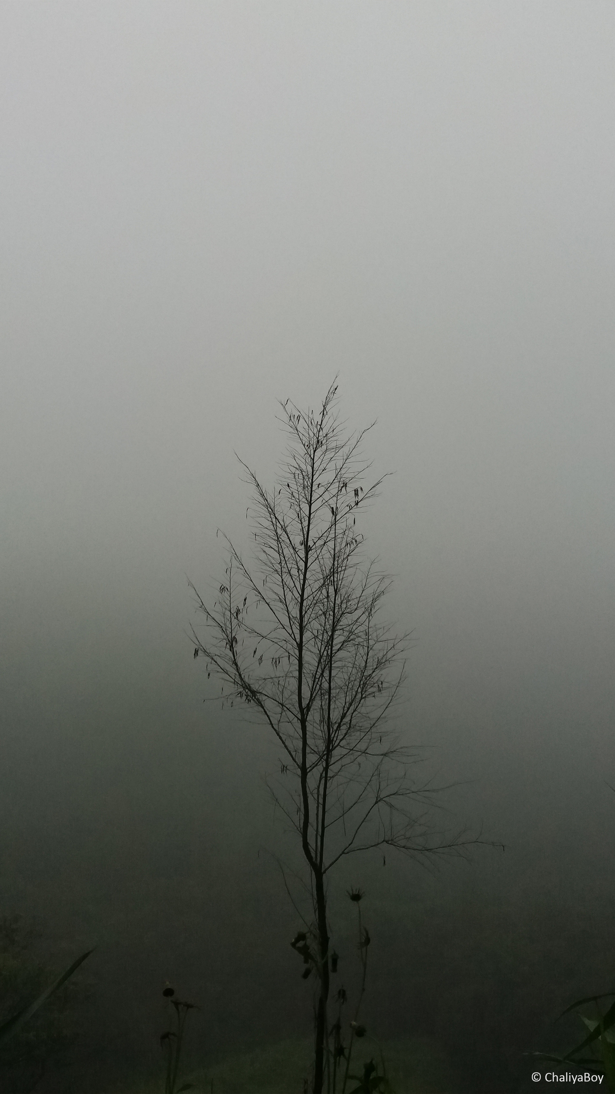 2160x3840 Tree Fog Rain Hills Free 4K Ultra HD Mobile Wallpaper, Phone