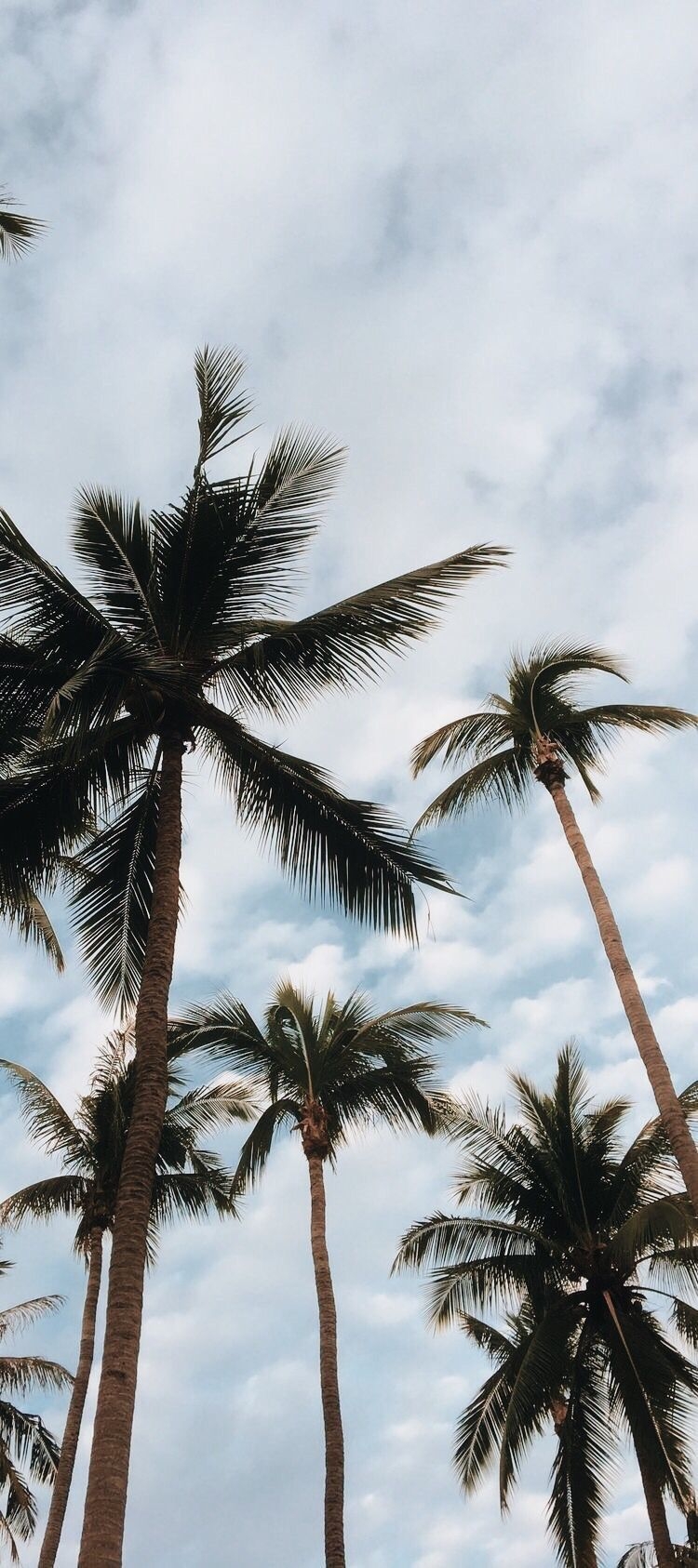 750x1690 Wallpaper palms leaves sky. Palm tree photography, Palm trees, Phone