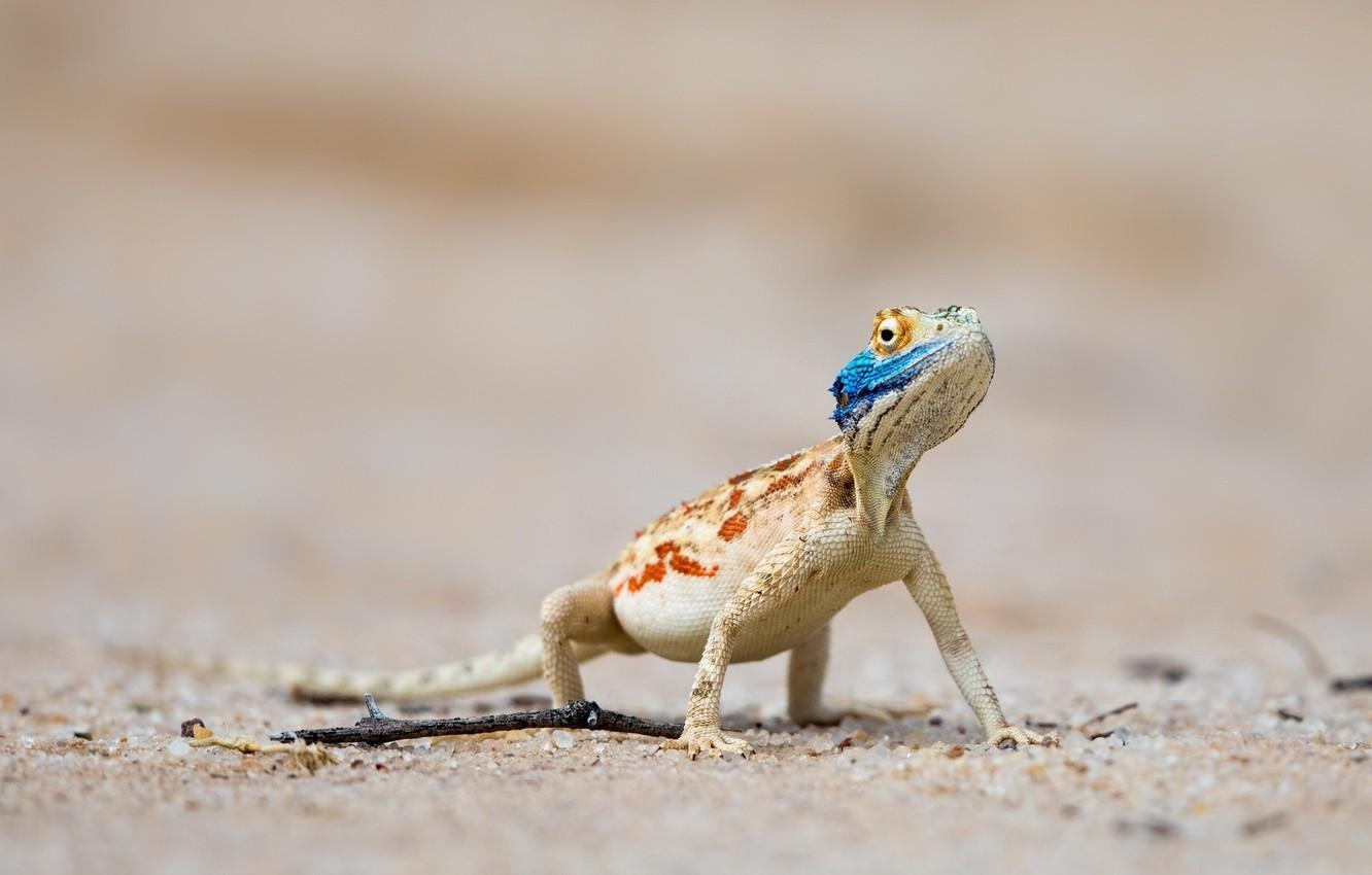 1340x850 Wallpaper South Africa, Ground agama, Nossob, Kgalagadi, Desktop