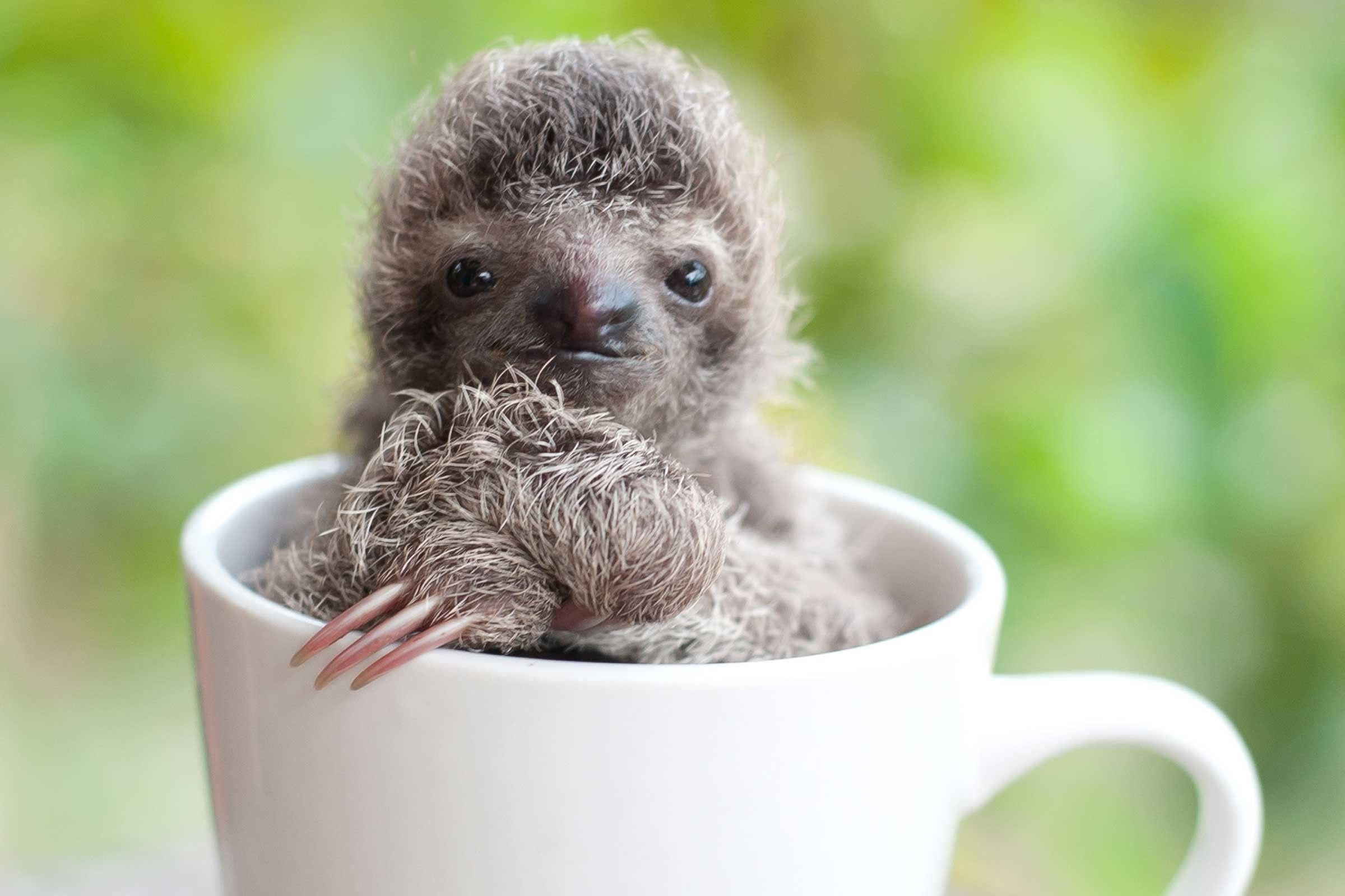 2400x1600 Cute Picture Of Baby Sloths Data Src Sloth In A Cup, Desktop