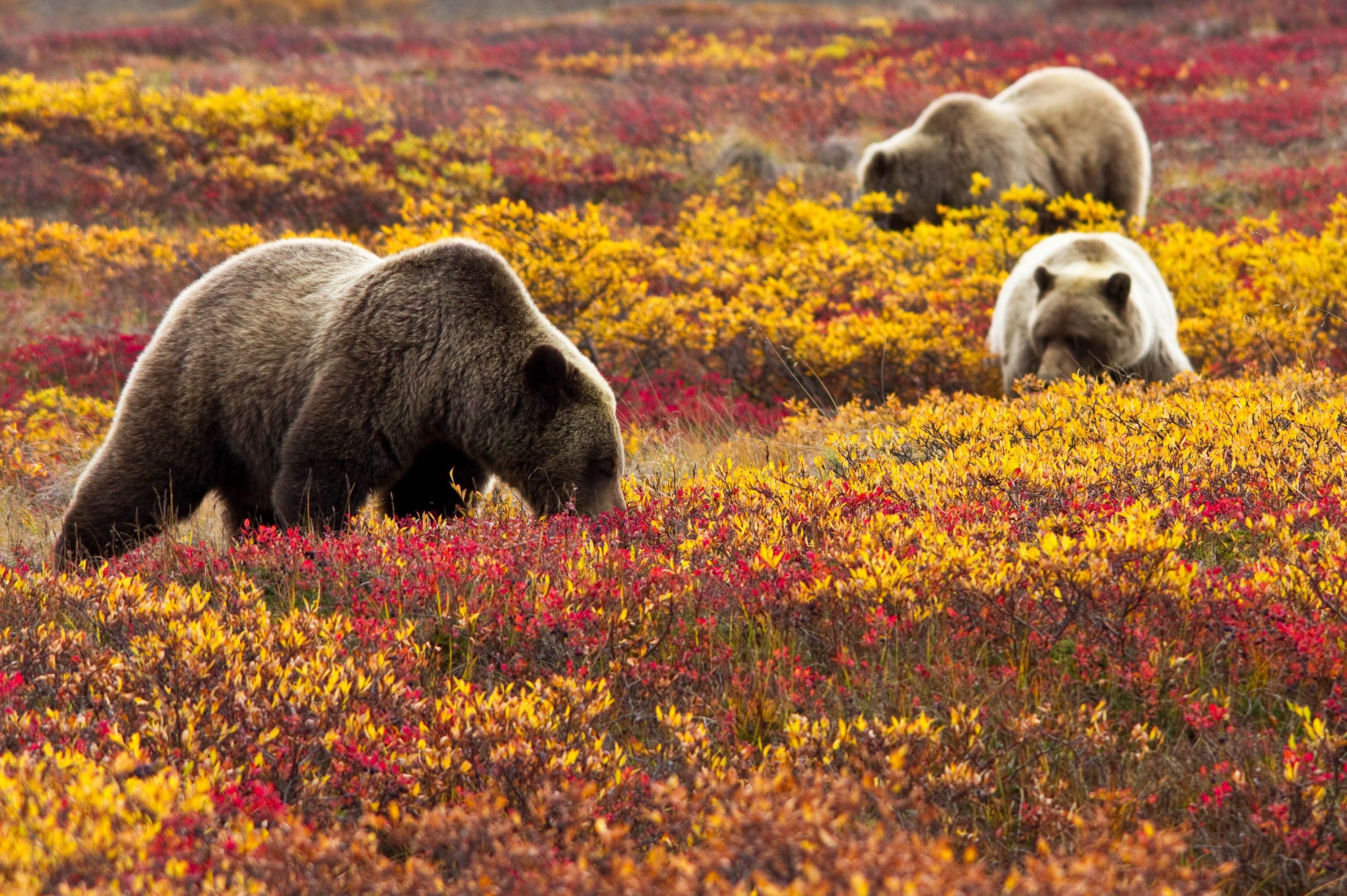 3000x2000 Denali. National Park Foundation, Desktop