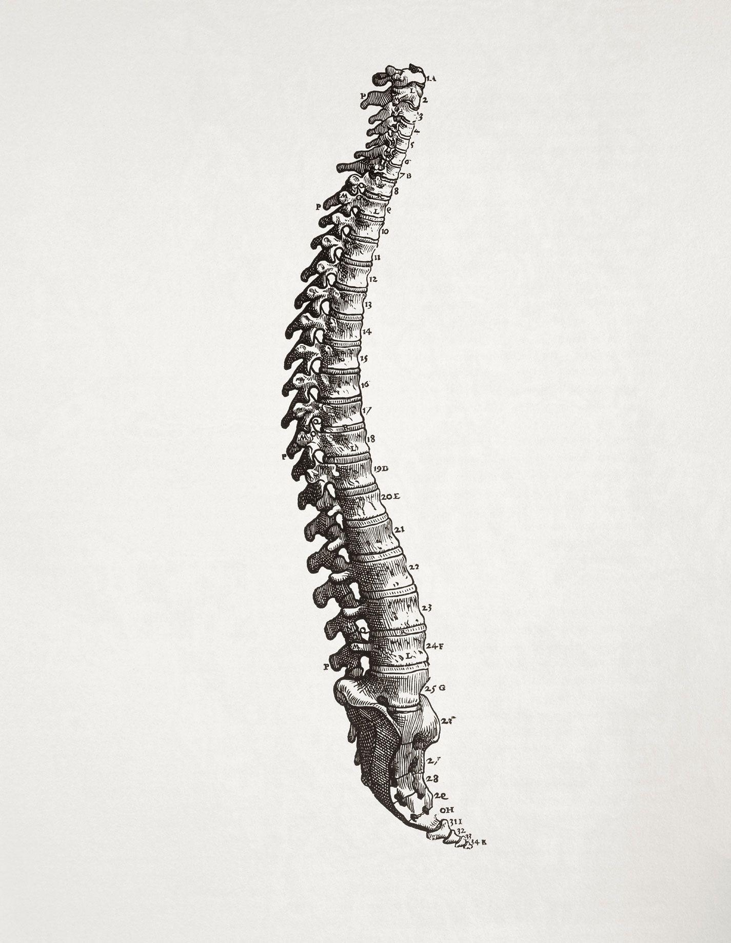 1430x1840 Vertebrae Wallpaper. Vertebrae Wallpaper, Phone