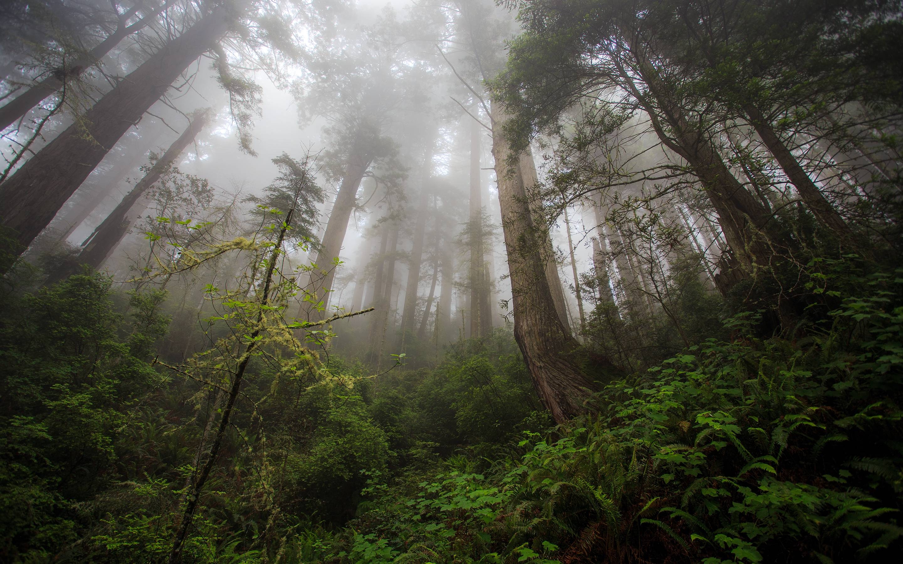 2880x1800 Redwood Trees Forest Fern Fog Mist wallpaperx1800, Desktop