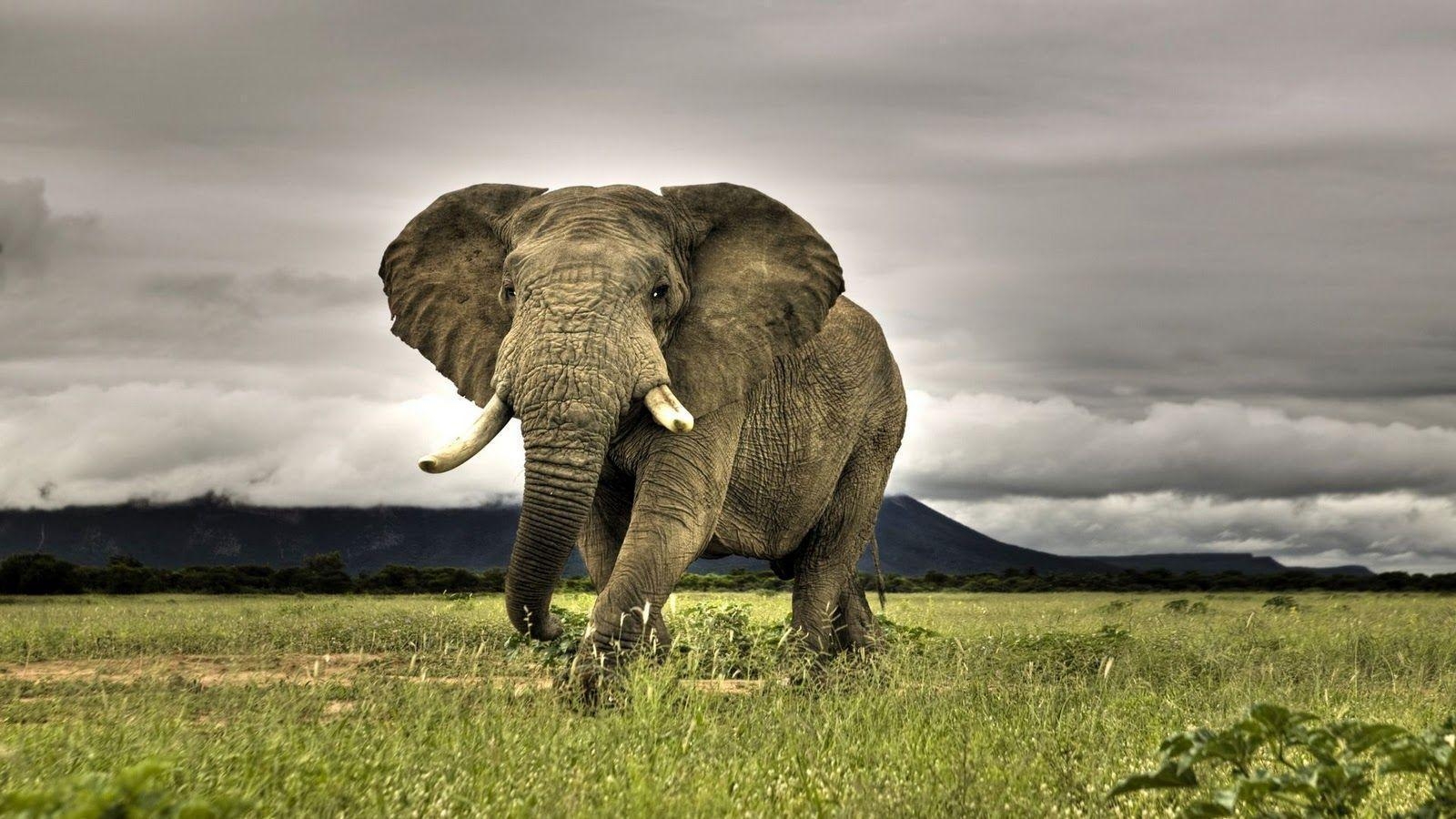 1600x900 Elephant WildLife Wallpaper, iPhone Wallpaper, Facebook Cover, Desktop