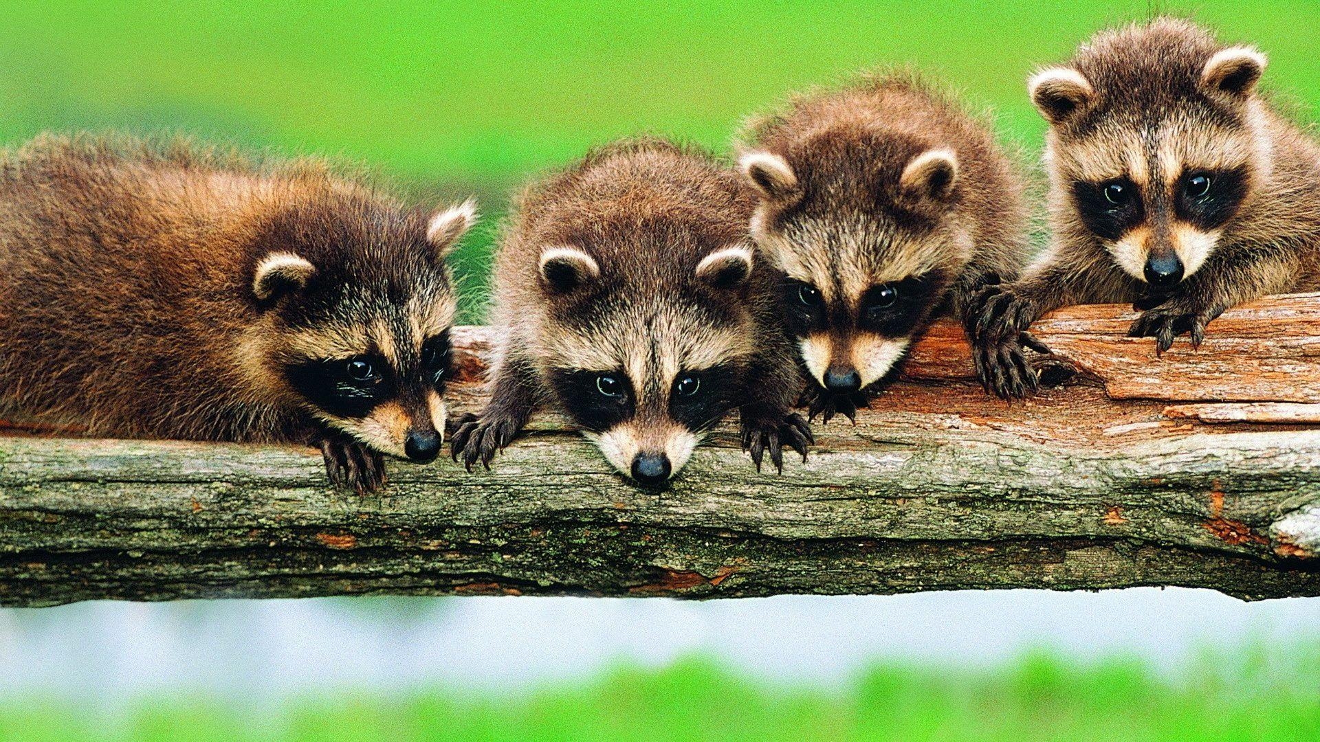 1920x1080 Raccoons Tag wallpaper: Grass Animals Raccoons Animal Picture With, Desktop