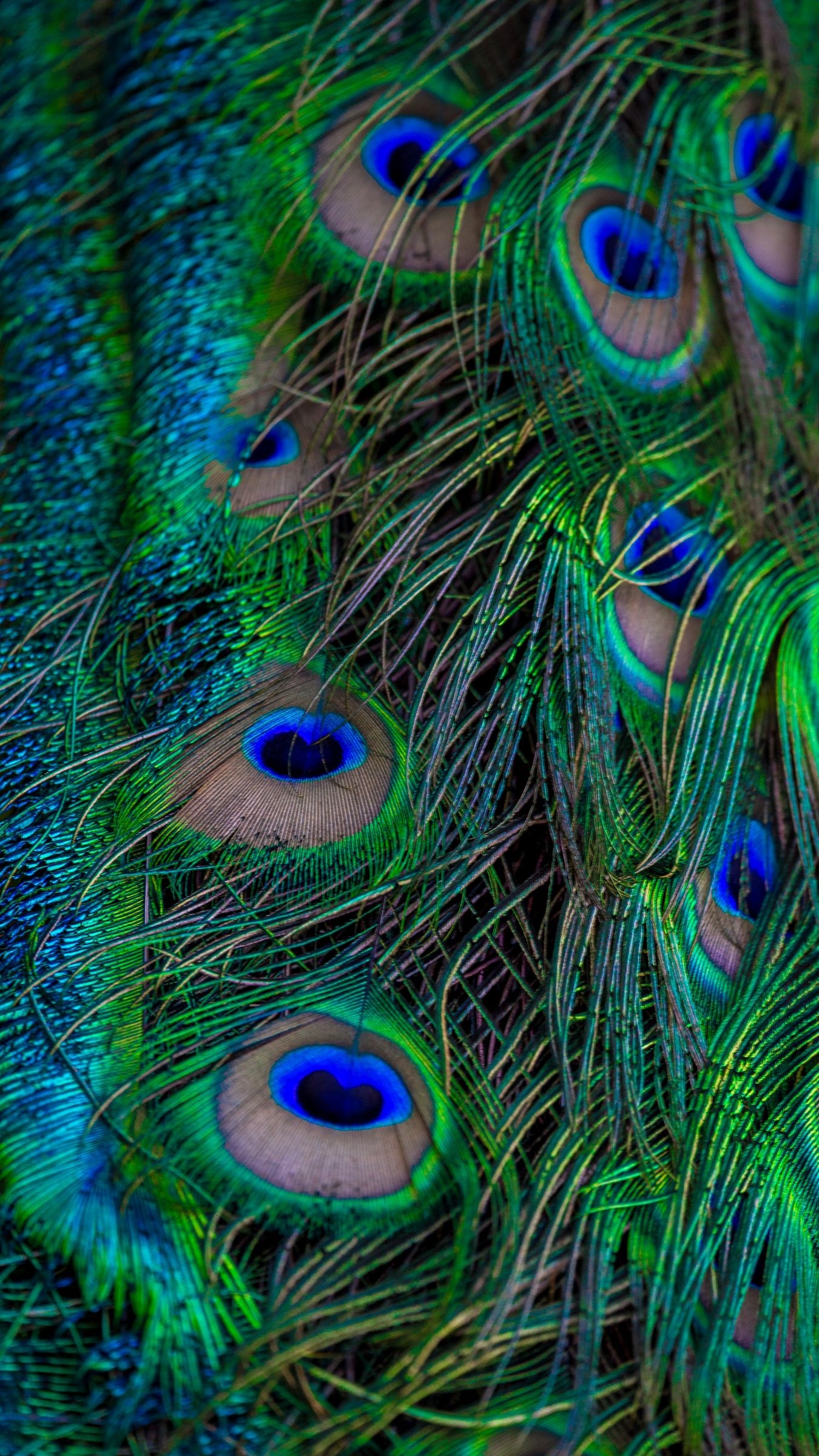 1350x2400 Download wallpaper  feathers, peacock, macro, beautiful, pattern iphone 8+/7+/6s+/for parallax HD background, Phone