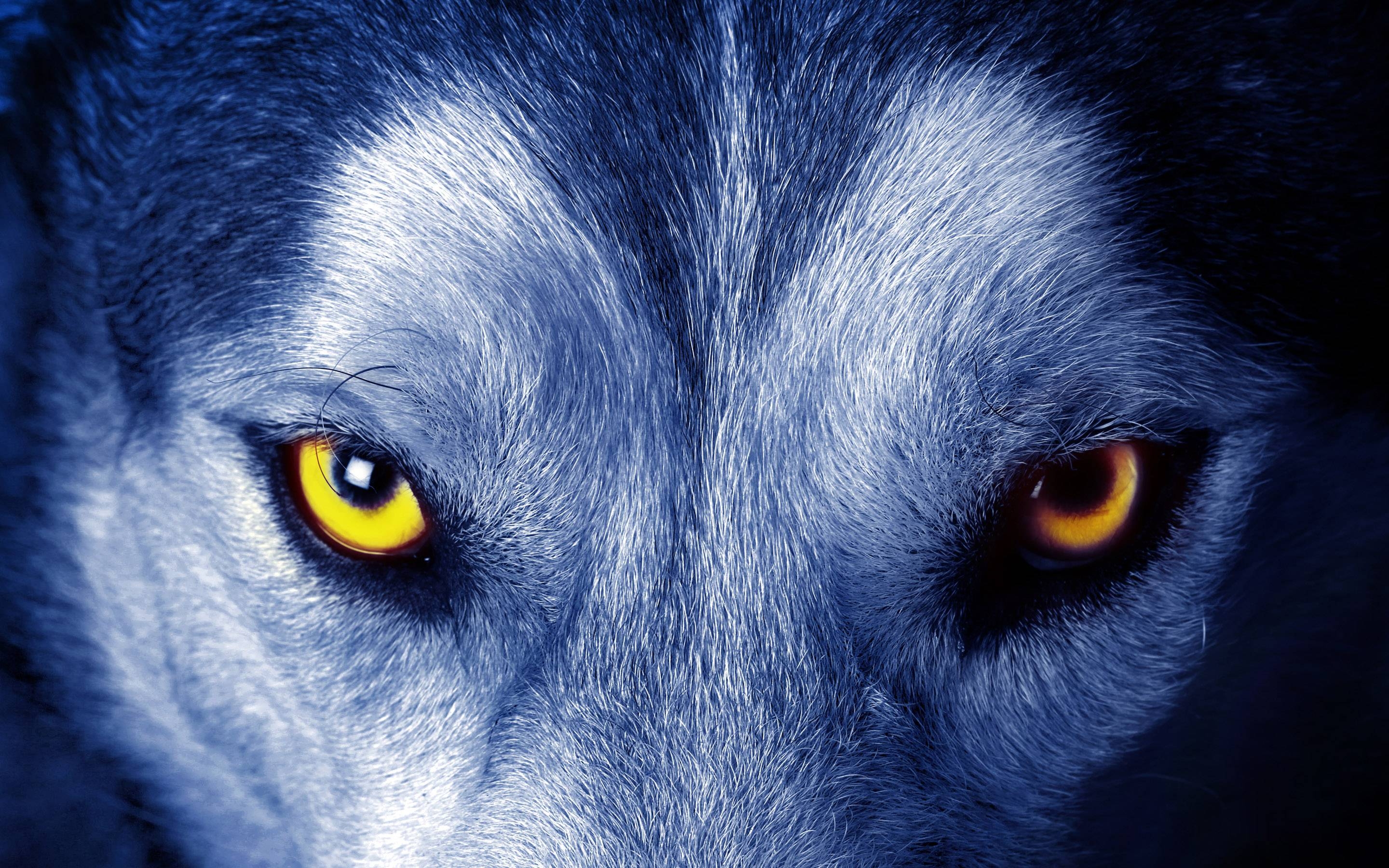 2880x1800 Wolf Eyes Wallpaper. Free HD Desktop Background, Desktop