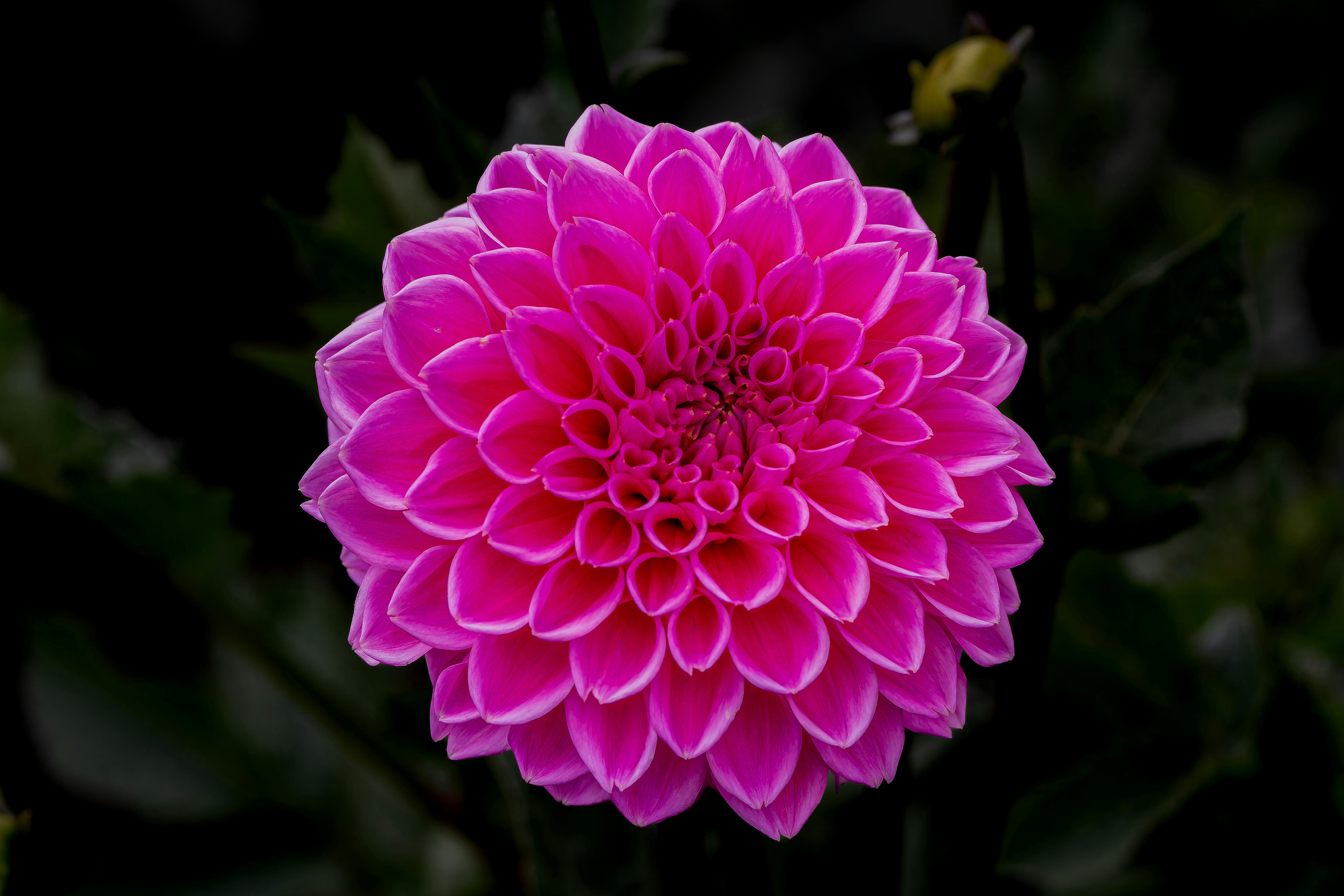 5460x3640 A pink flower with a dark background, Desktop