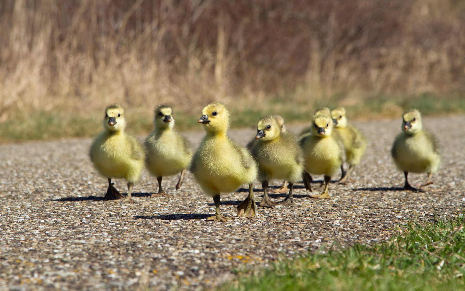 1920x1200 Free download Duck Computer Wallpaper Desktop Background  ID396350 [] for your Desktop, Mobile & Tablet. Explore Duck Wallpaper for Computer. Duck Wallpaper, Ducks Unlimited Wallpaper for, Desktop