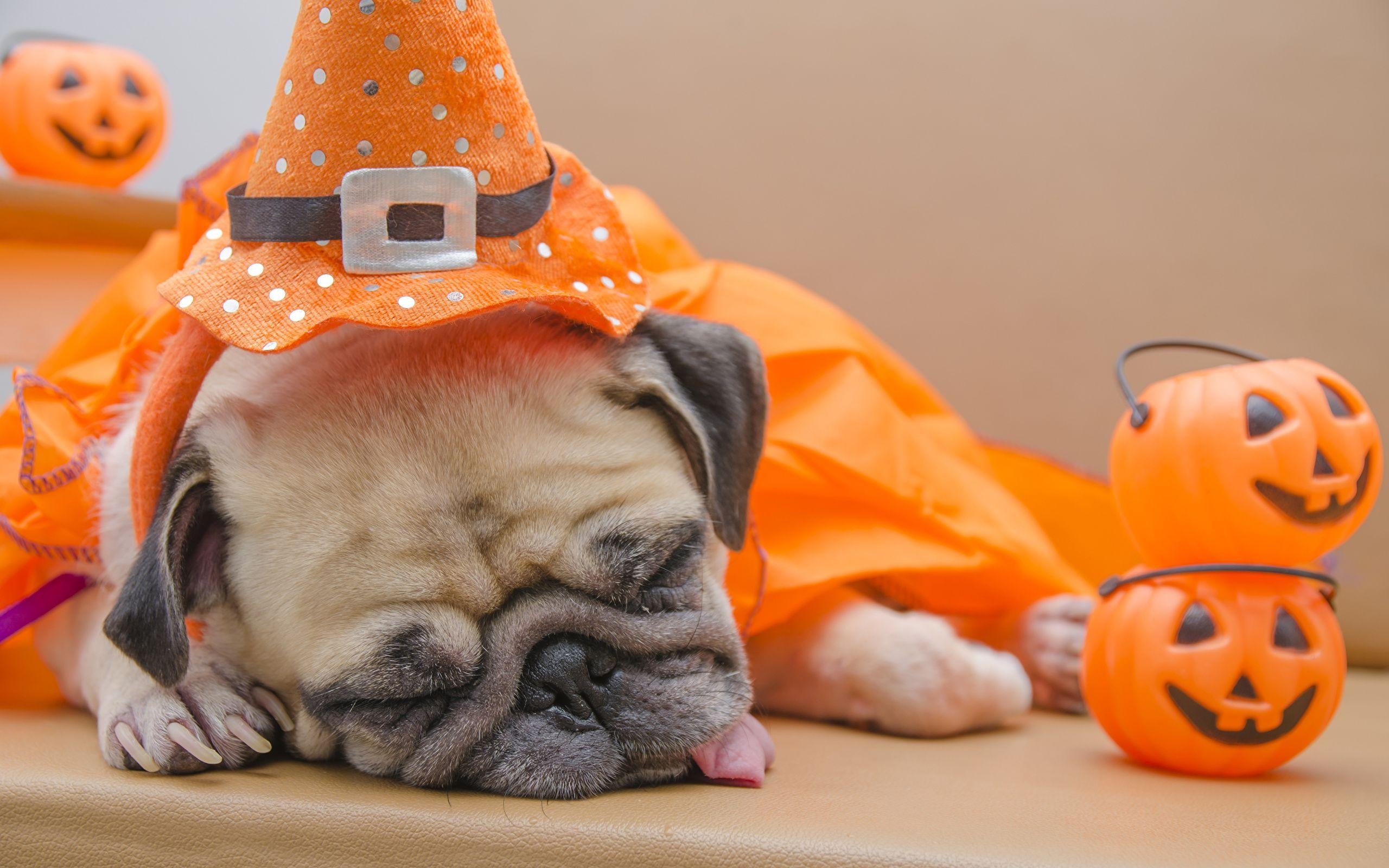 2560x1600 Photo Pug Dogs Sleep Pumpkin Halloween Animals, Desktop