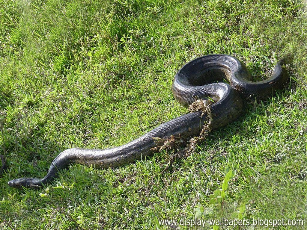 1030x770 Wallpaper Download: Great Anaconda Snake Wallpaper Harster, Desktop