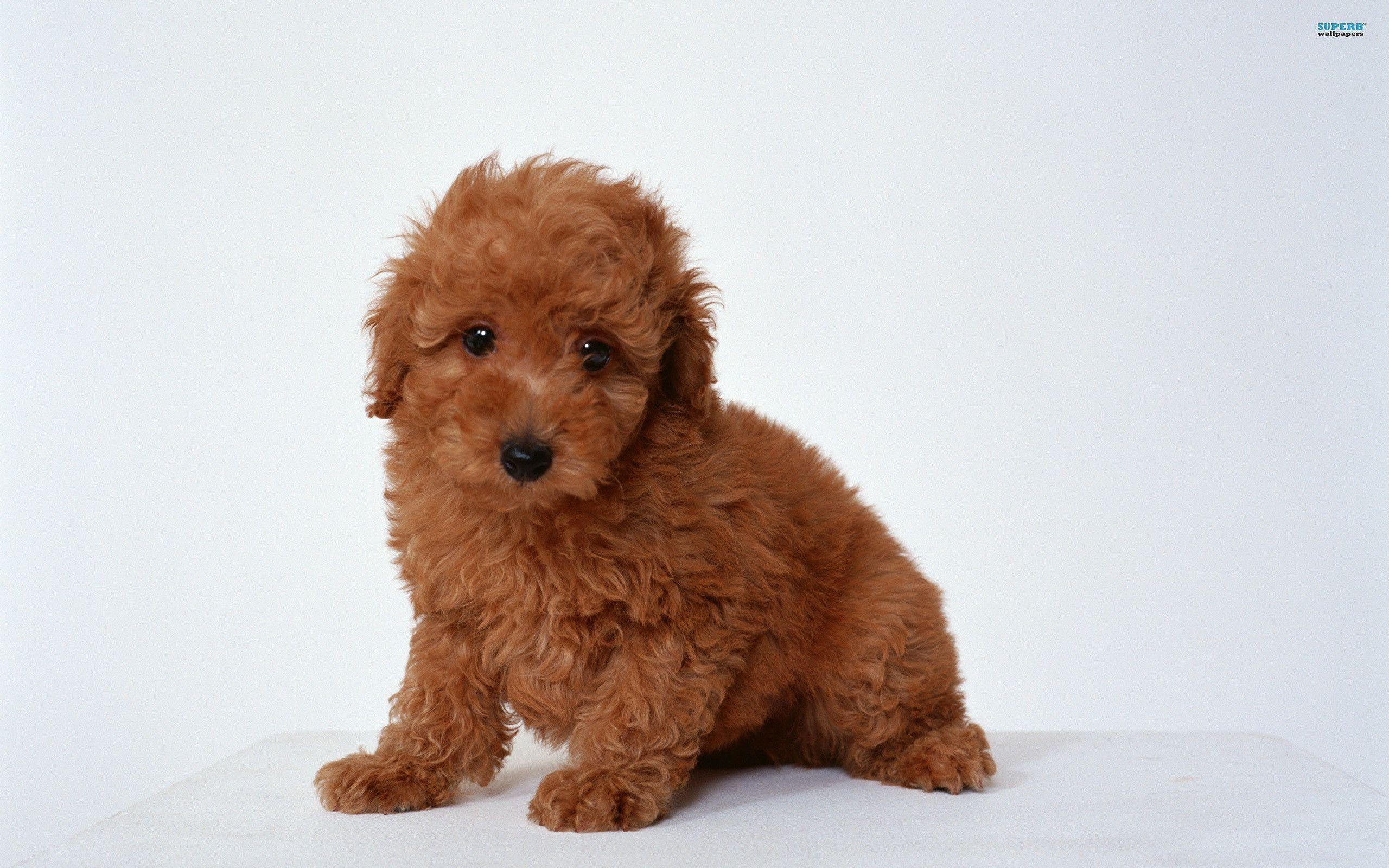 2560x1600 Poodle Puppy wallpaper wallpaper - #, Desktop