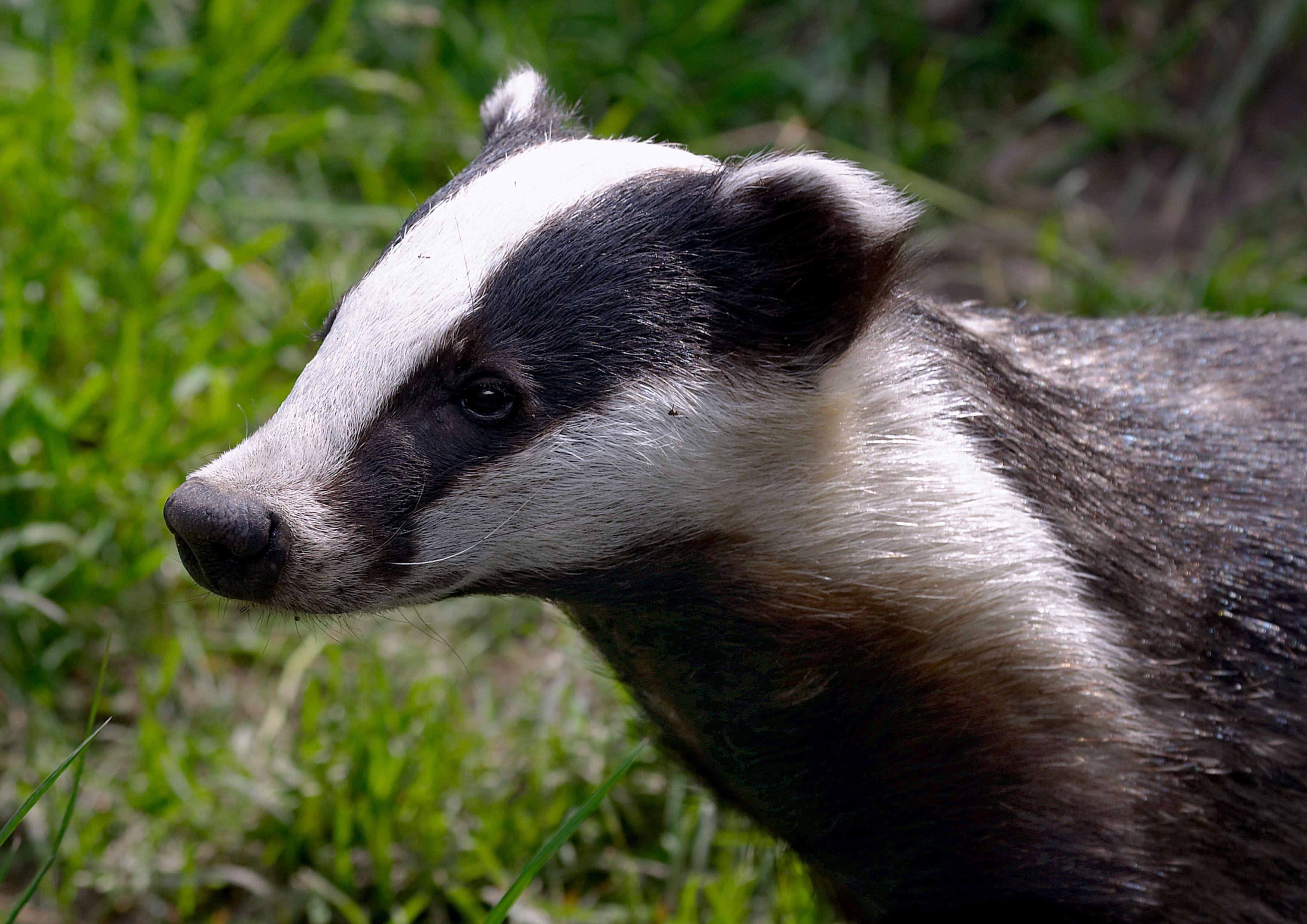 3510x2480 badgers, we don't need your stinking badgers. Badgers, Desktop