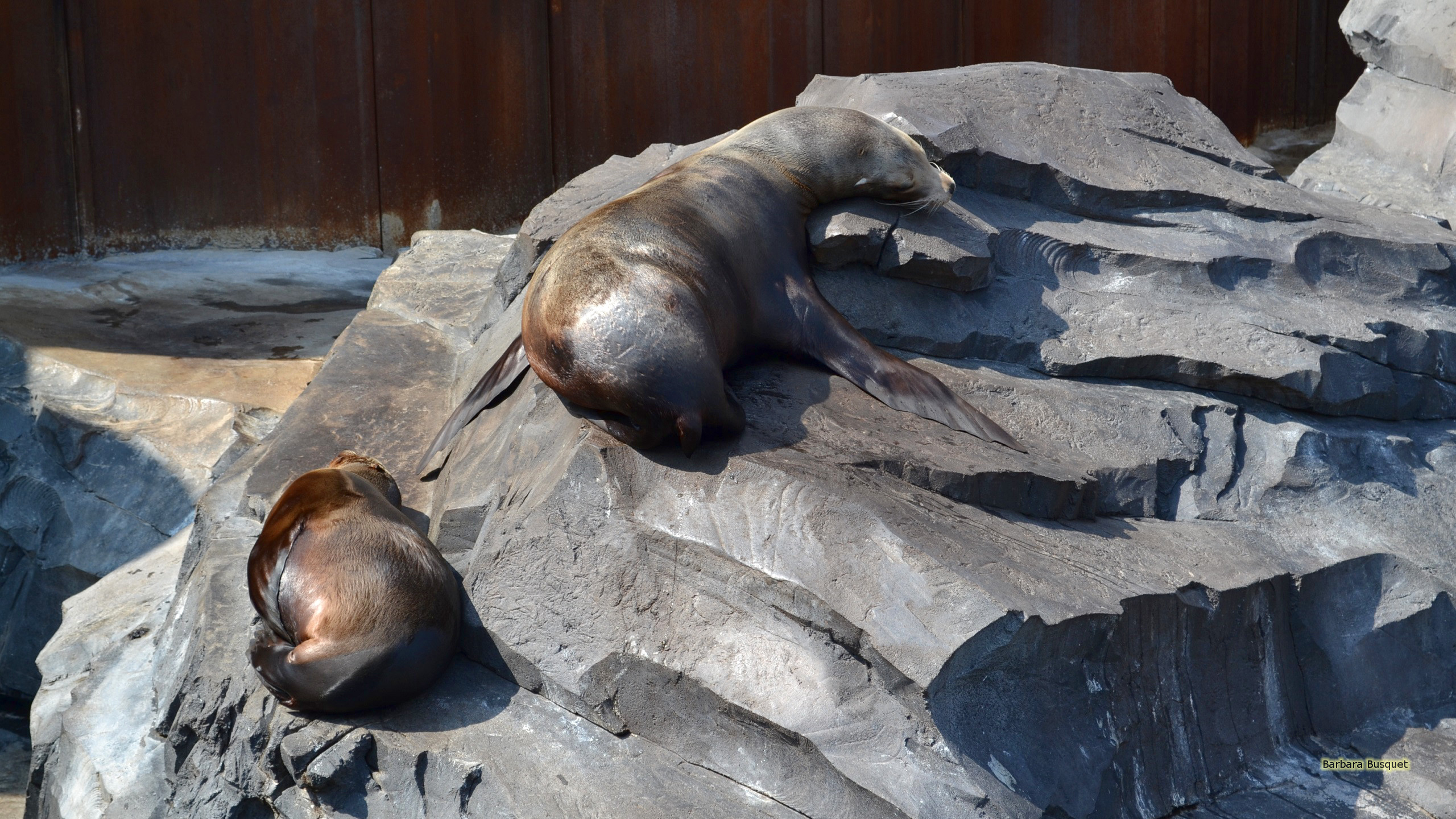 2560x1440 Sea lions on rock HD Wallpaper, Desktop