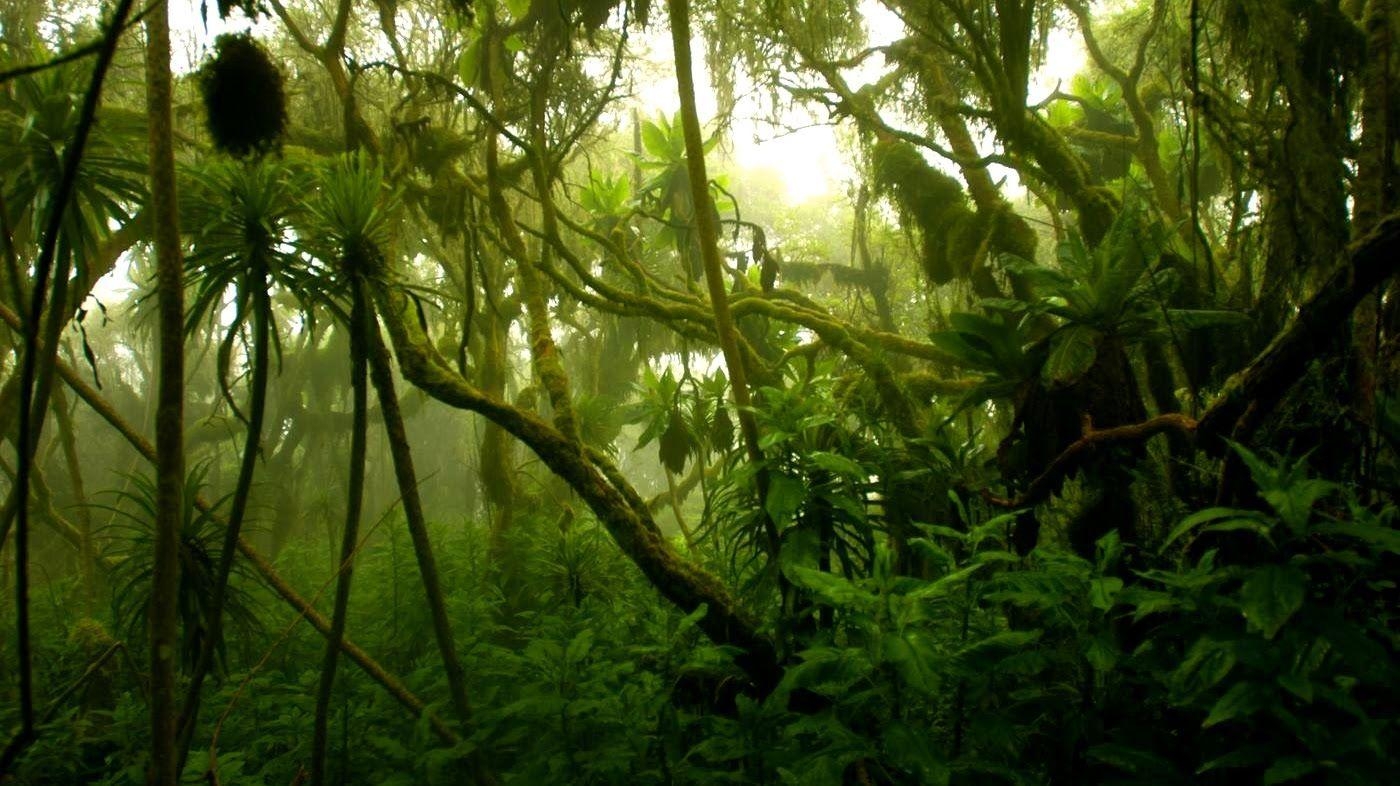 1400x790 Congo Plans to Open Rainforest to Loggers, Desktop