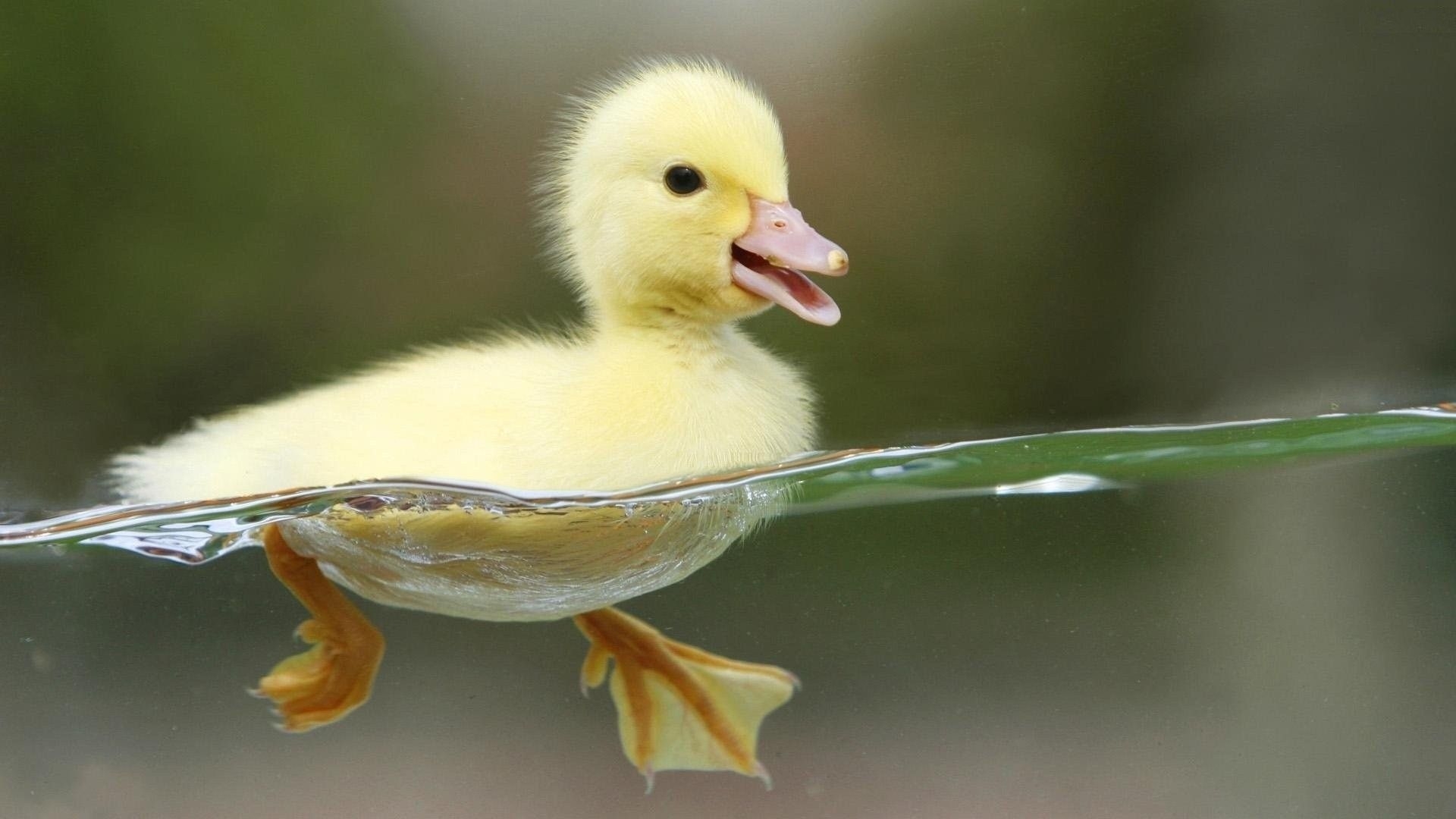 1920x1080 Cute Duck Wallpaper Free Cute Duck Background, Desktop