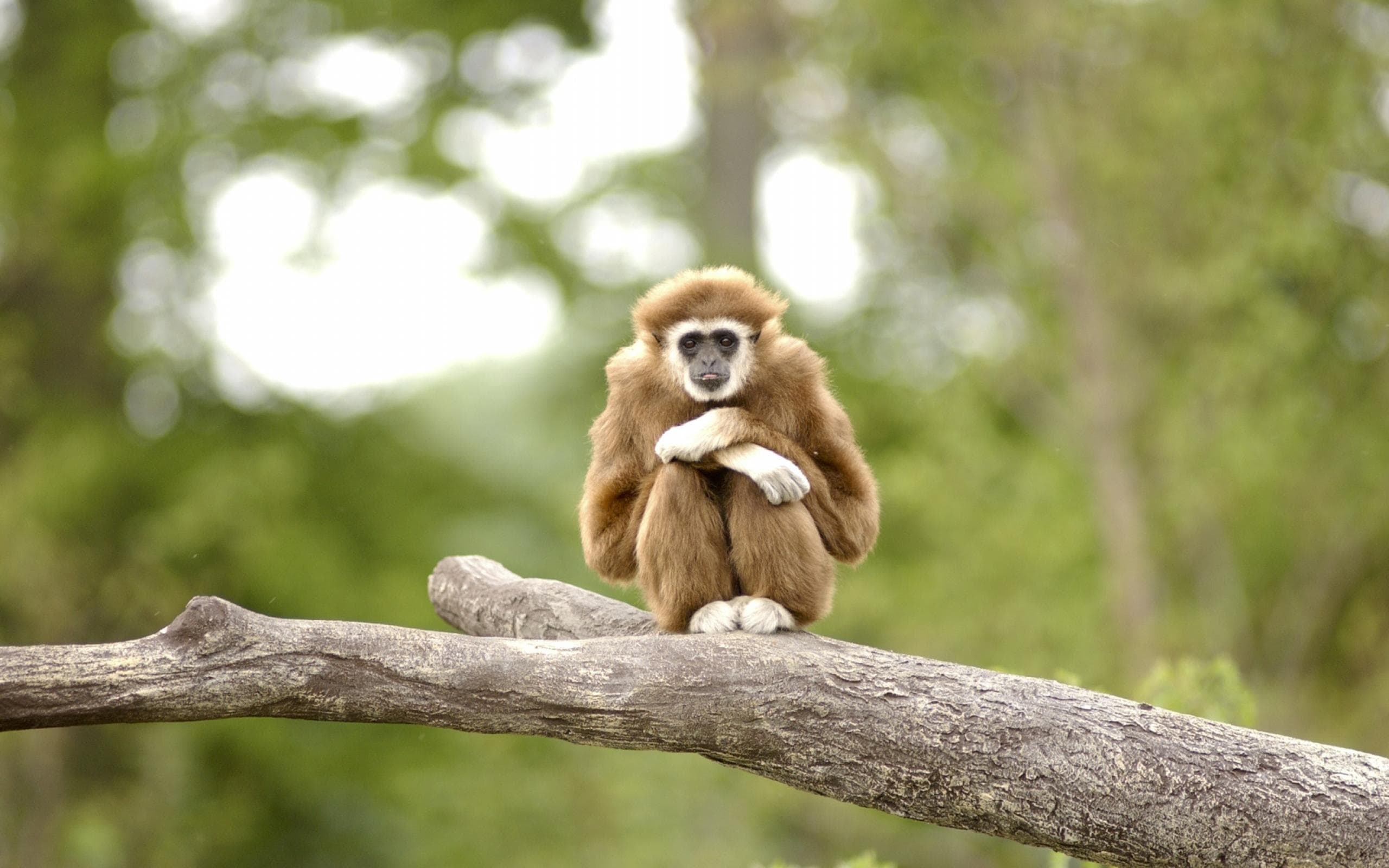 2560x1600 Gibbon HD Wallpaperwallpaper.net, Desktop