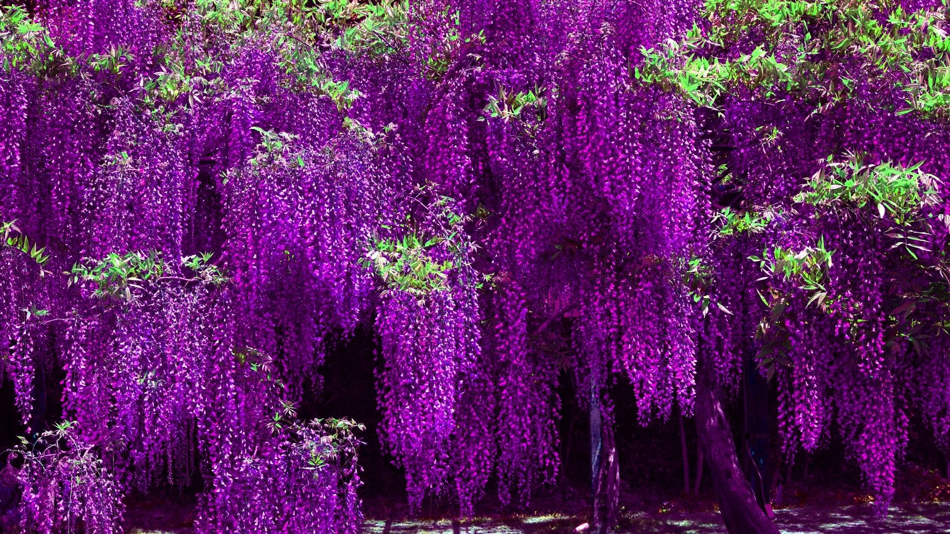 1920x1080 HD Violet Wisteria Wallpaper, Desktop