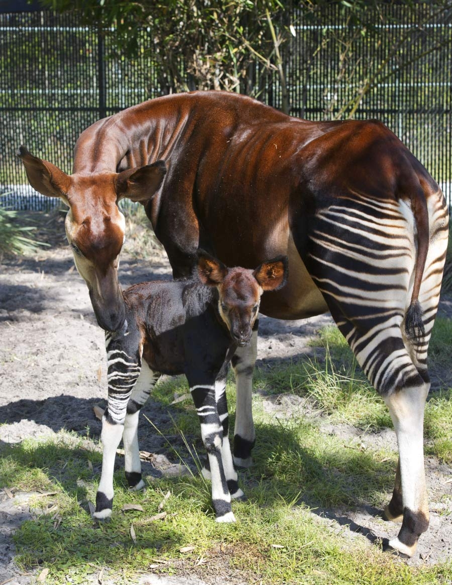 900x1170 Wildlife Wednesdays: Rare Okapi Born at Disney's Animal, Phone