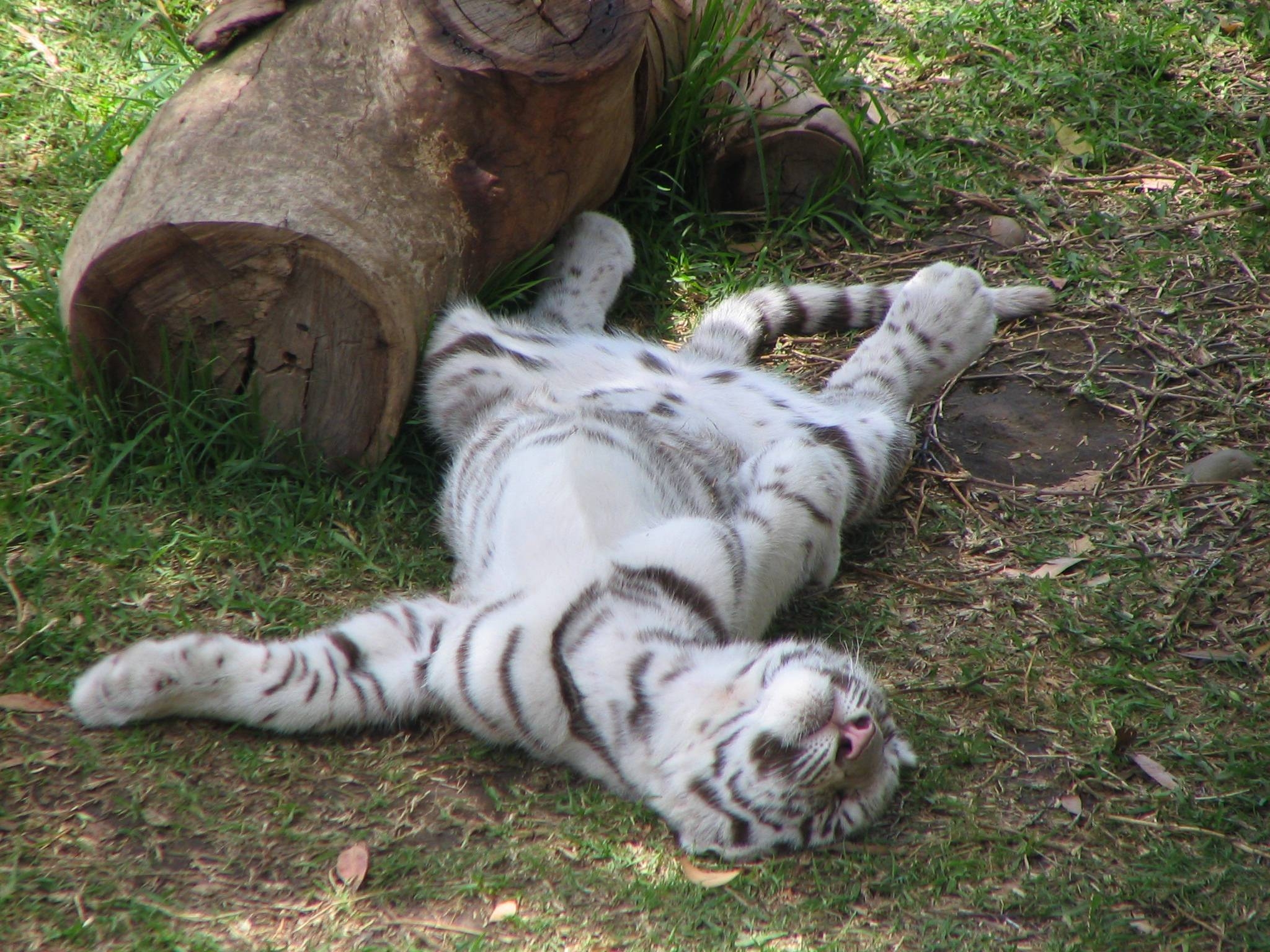 2050x1540 Wallpaper For > White Tiger Cubs Wallpaper, Desktop