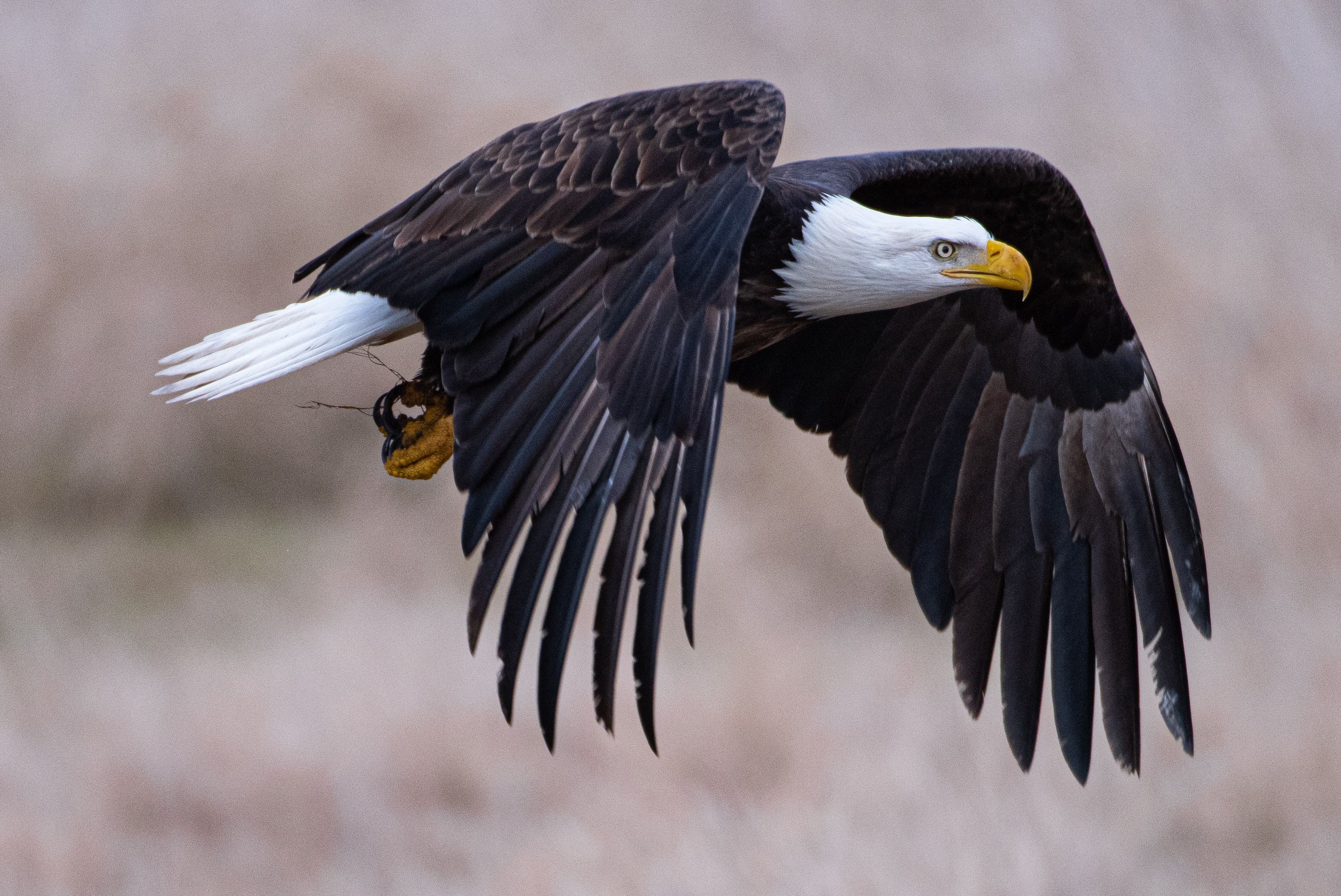 3210x2140 4k Bald Eagle, HD Birds, 4k Wallpaper, Image, Background, Photo and Picture, Desktop