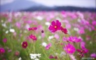 200x120 Free Flower wallpaper Wildflowers wallpaper, Desktop